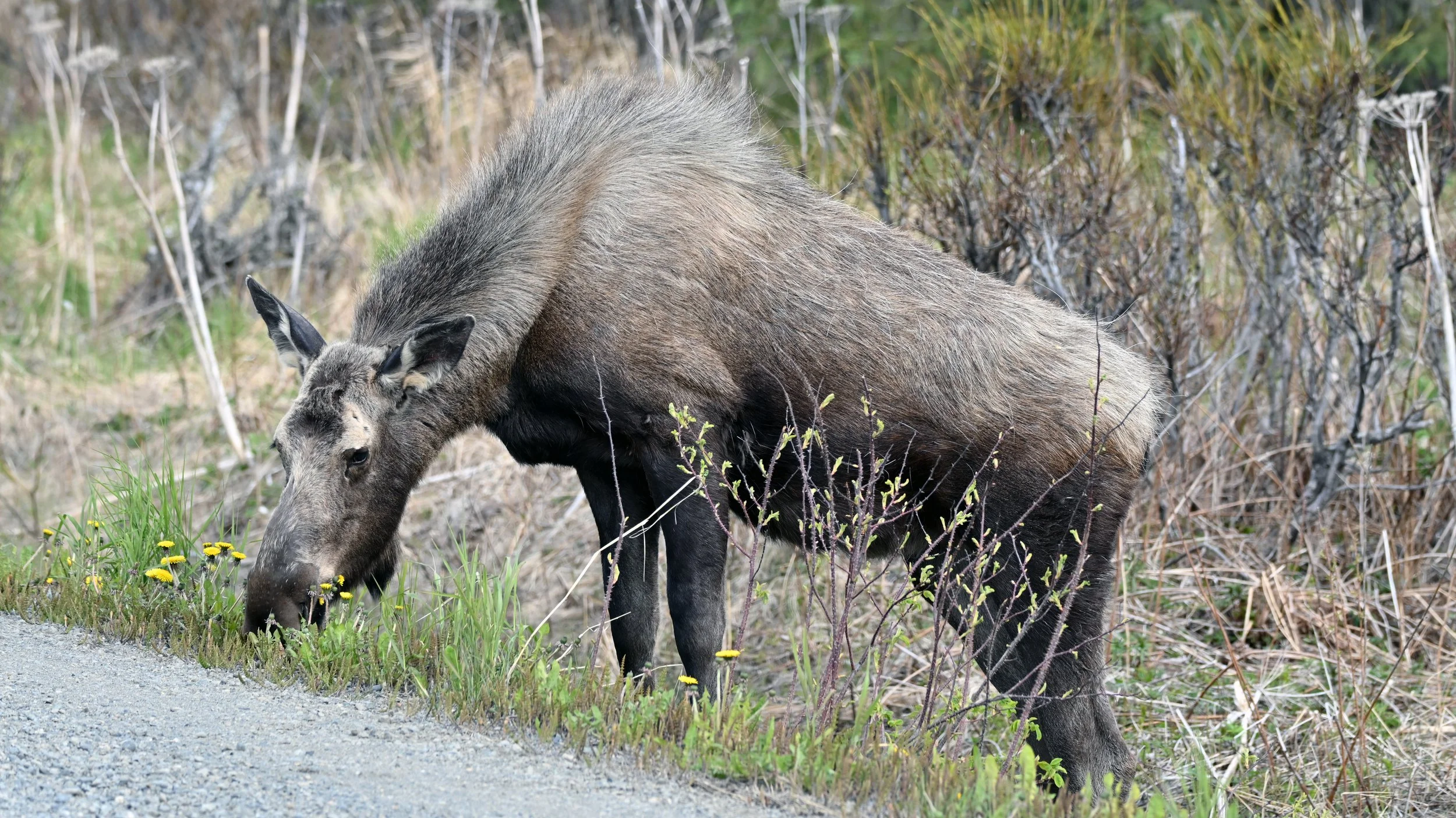 A moose grazing on grass and wildflowers in a natural setting with dry bushes and shrubs in the background.