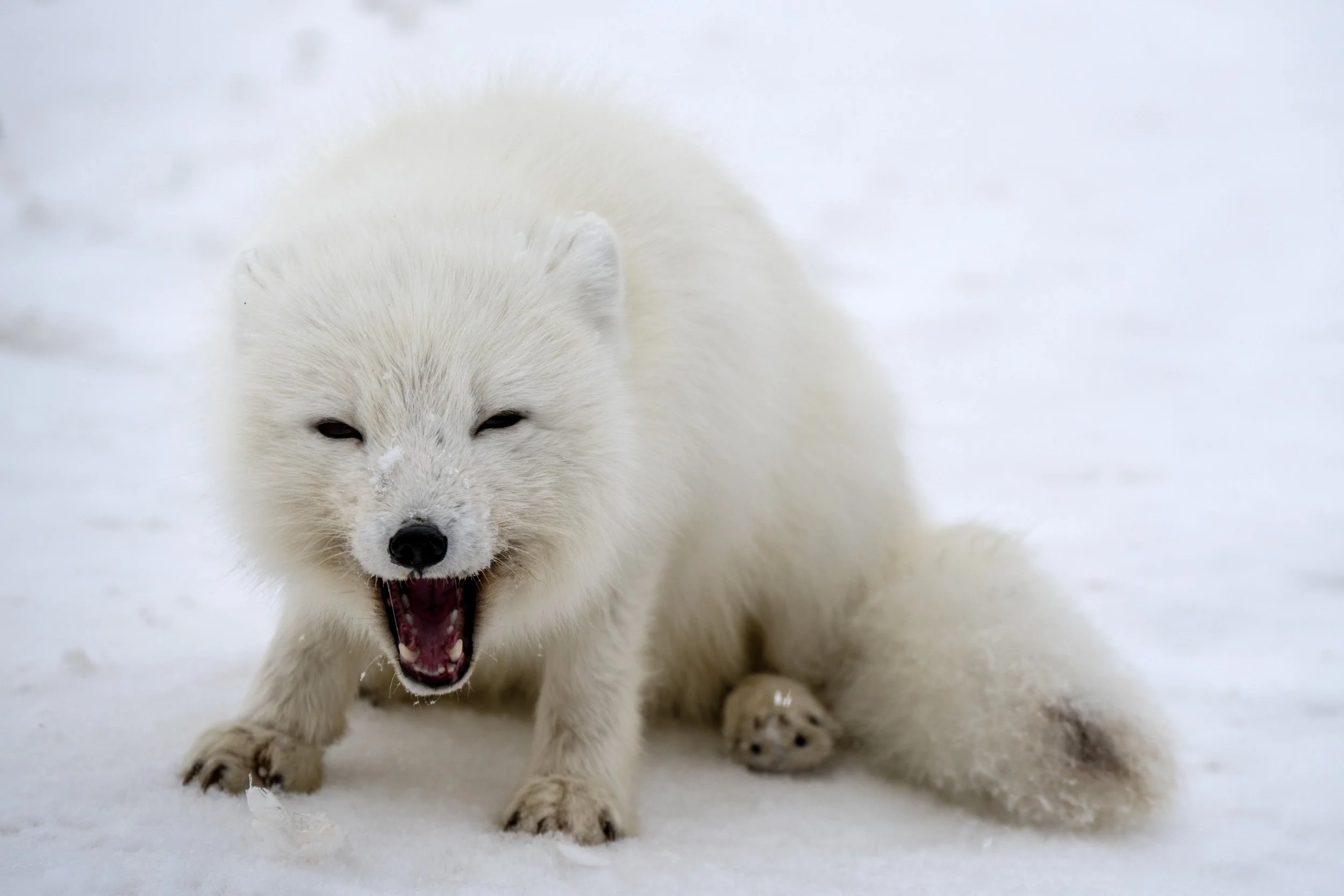 A playful Arctic fox with white fur yawning or barking in the snow.