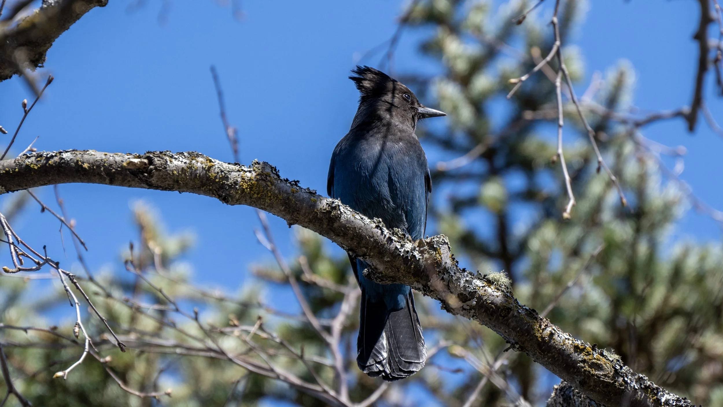 A black bird with a crest sits on a lichen-covered tree branch against a bright blue sky with some blurred foliage and thin twigs in the background.