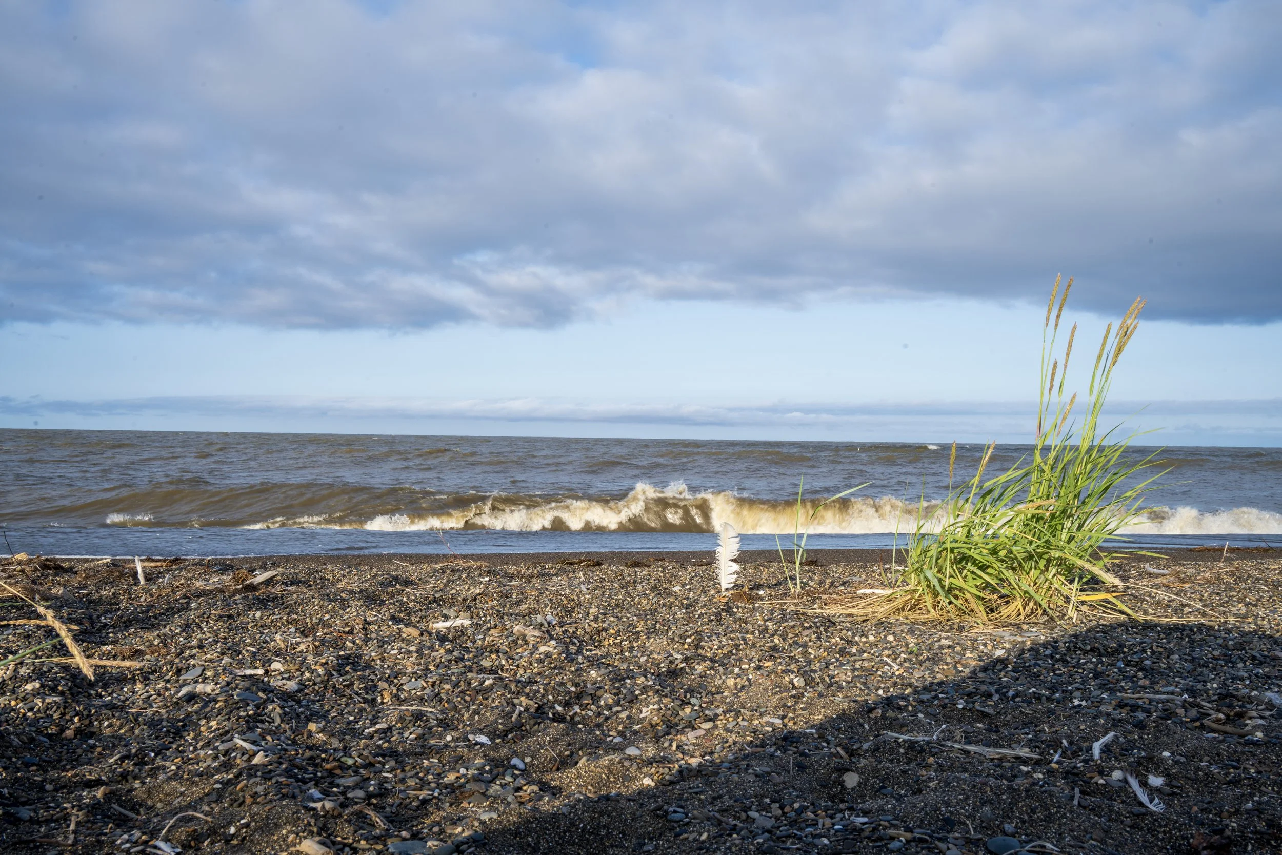 View of a beach with dark sand, small shells, and a patch of green grass and beach plants in the foreground. Brown waves and a cloudy blue sky in the background.