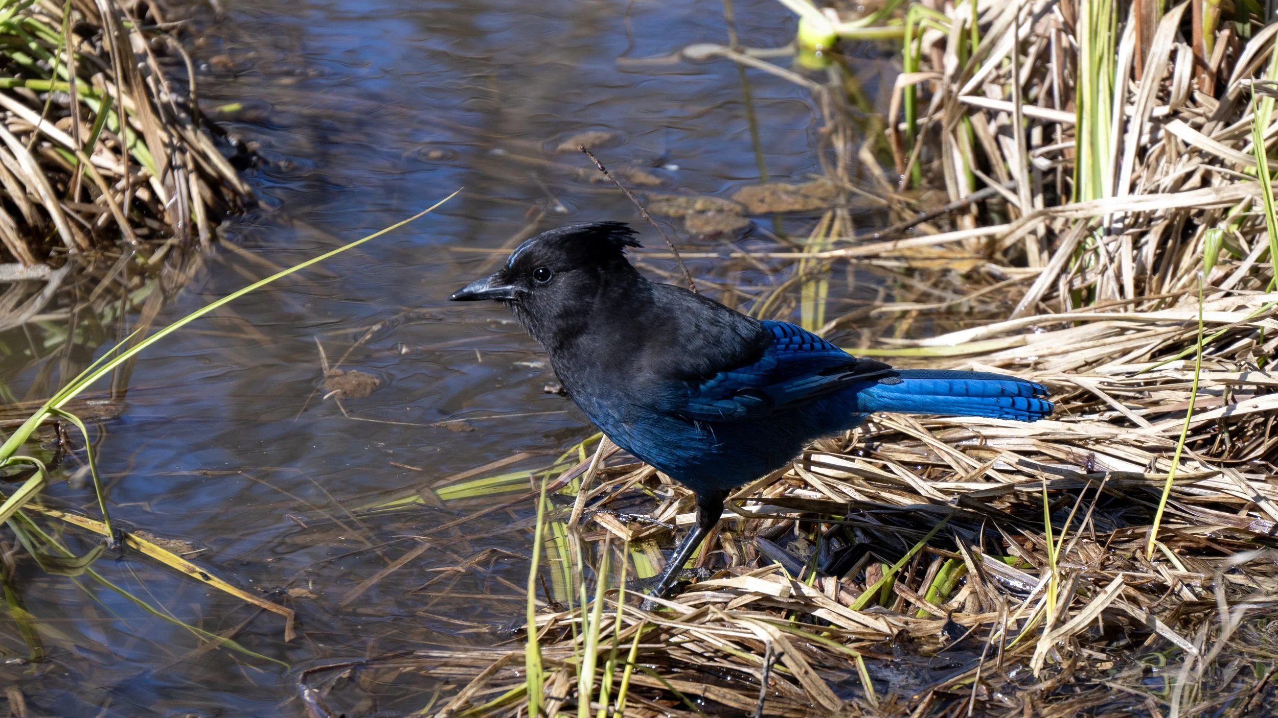 A bird with black and blue plumage standing among dried grass and reeds at the edge of a shallow pond.