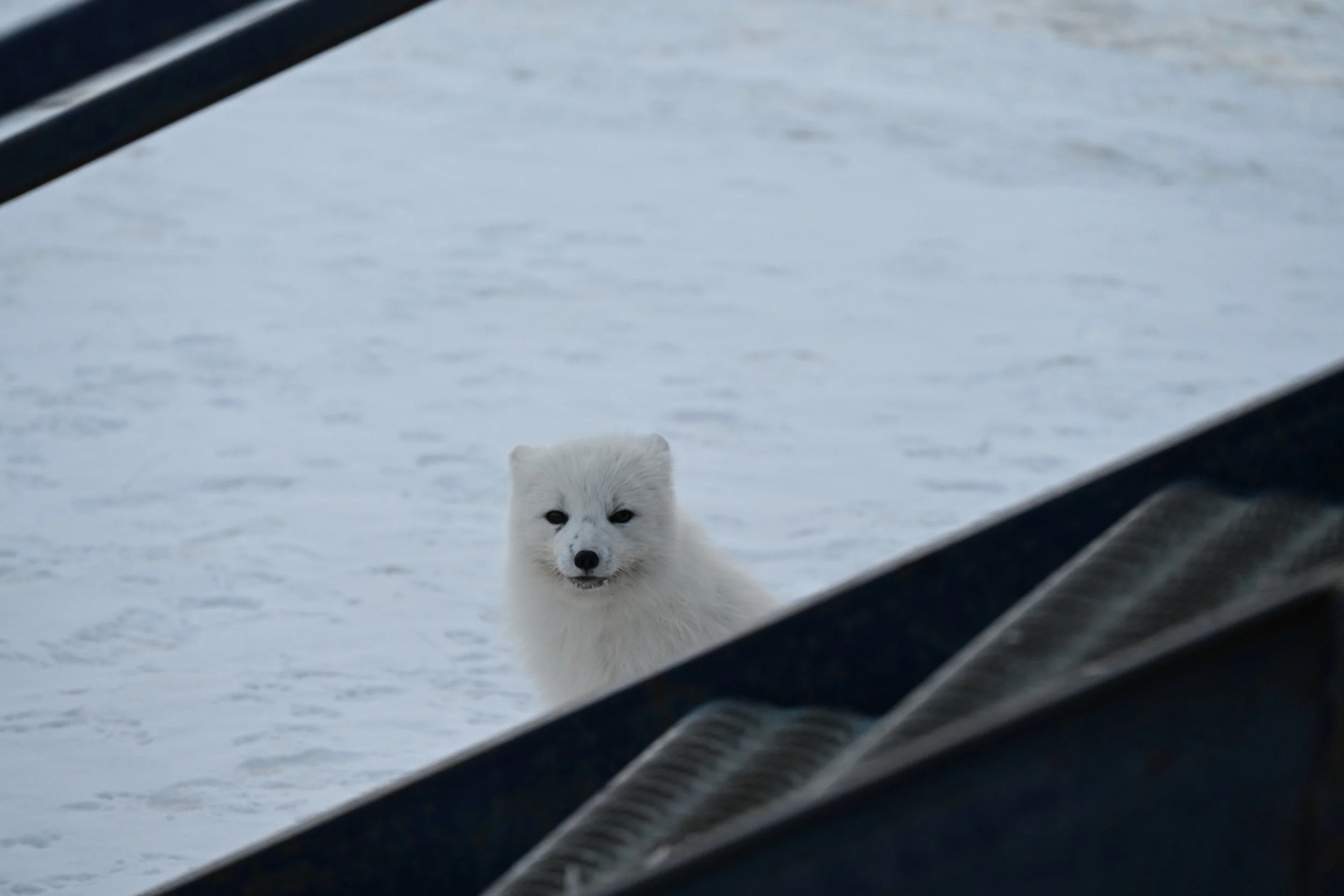 A white Arctic fox standing on snow, looking through a gap in a dark metal structure.