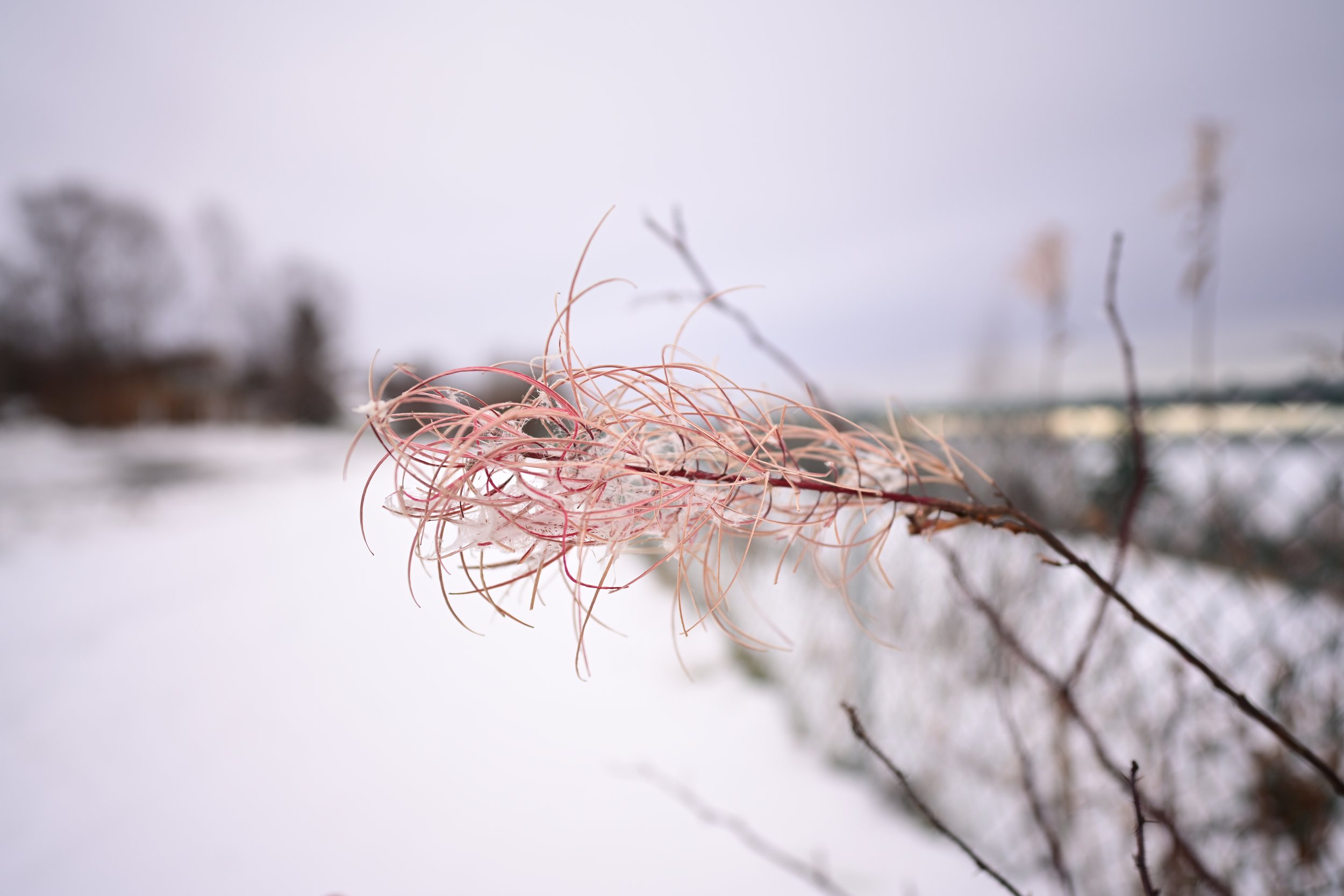 Close-up of a dried, pinkish plant with thin, spiky tendrils, set against a snowy, blurred winter landscape background.