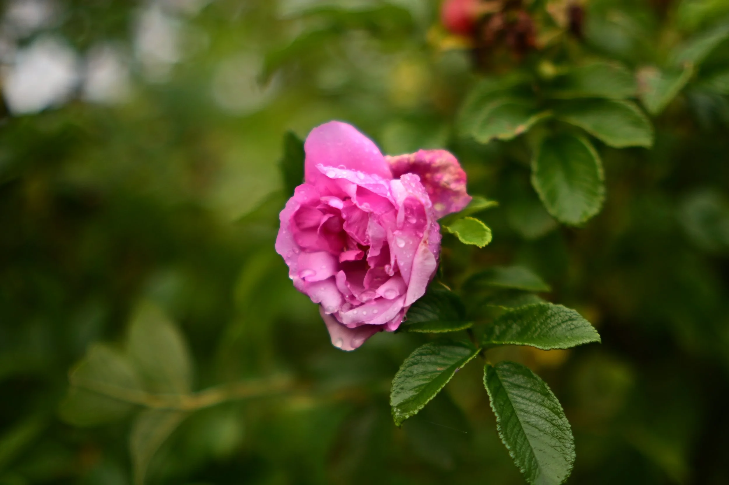 A close-up of a pink rose with water droplets on its petals, surrounded by green leaves.