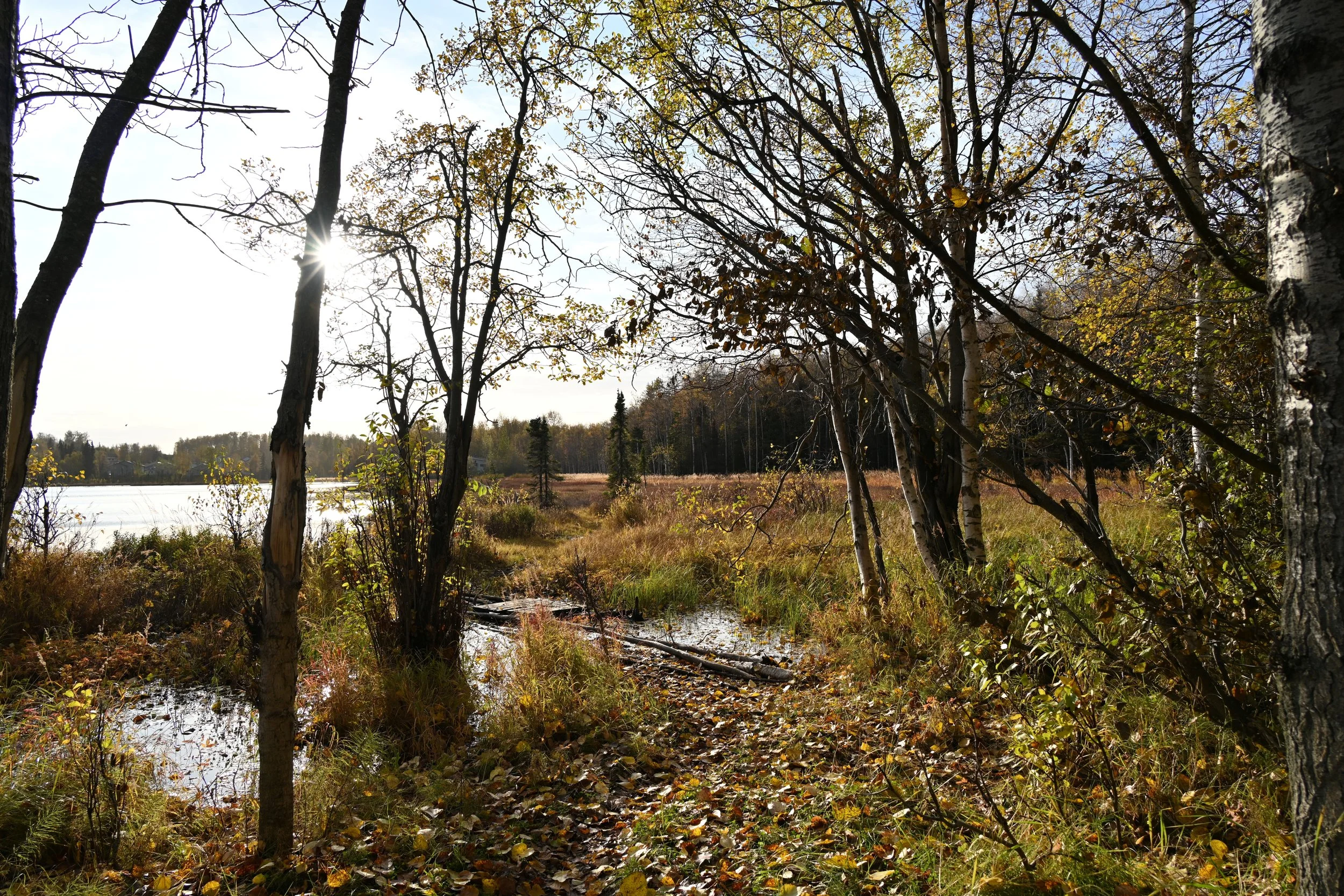 Sunlight filters through trees along a muddy trail near a lake, with autumn foliage and grasses, on a bright day.