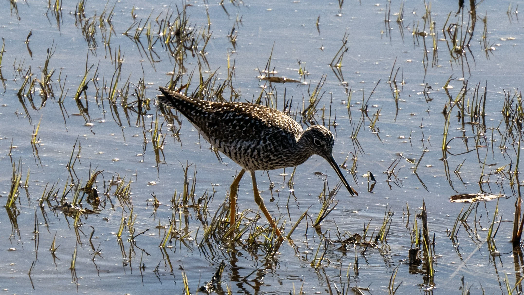 A bird with a long, pointed beak and speckled brown and white feathers wading in shallow water among grass and reeds.