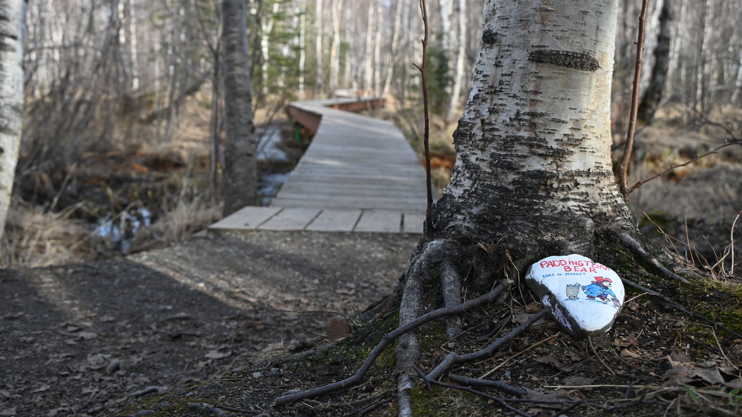 A painted rock at the base of a tree in a forest, with a trail bridge in the background. The rock has a drawing of Paddington Bear and text that reads 'Paddington Bear Goes to Market'.