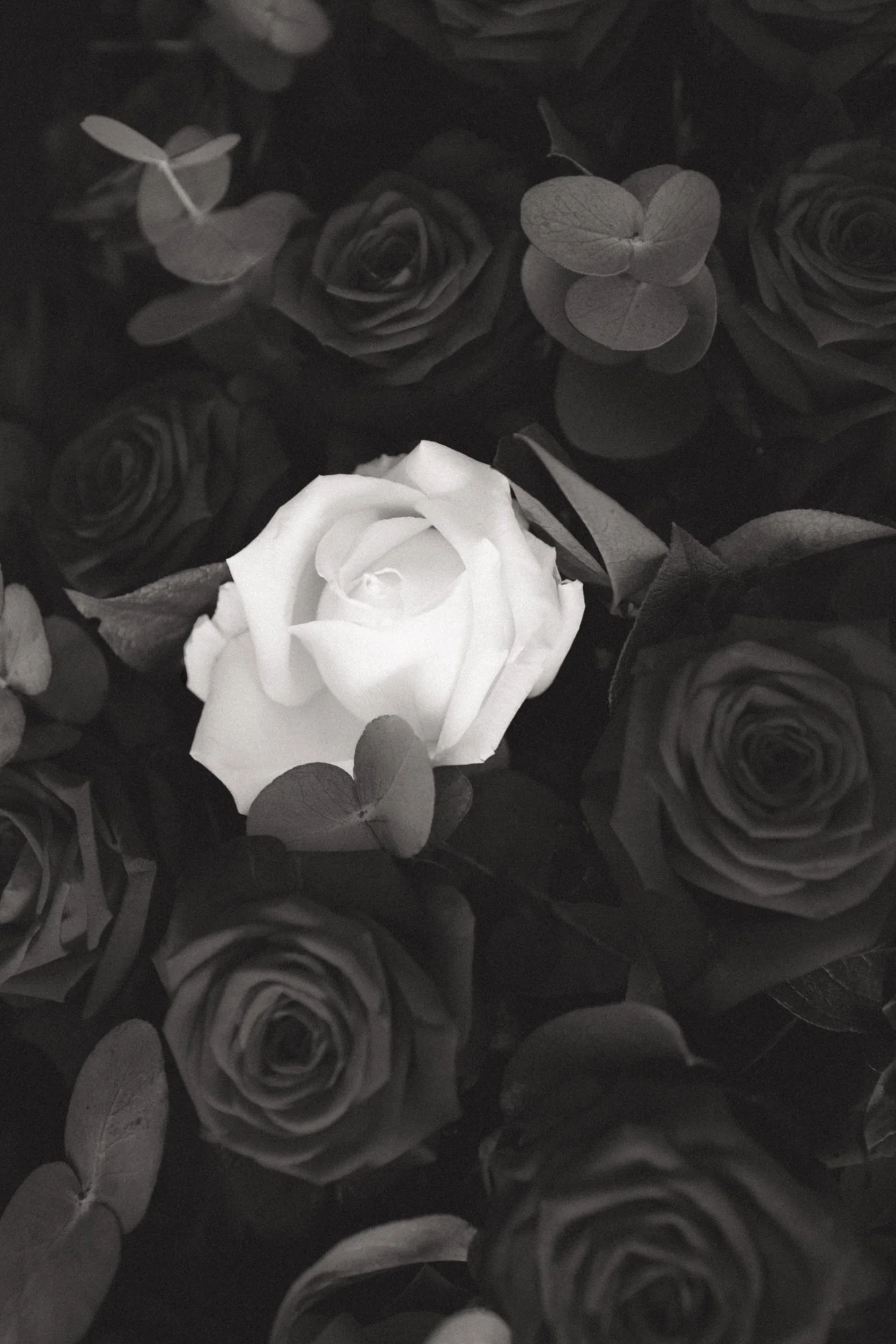 Black and white photo of a bouquet of roses with one white rose standing out among dark roses and leaves.