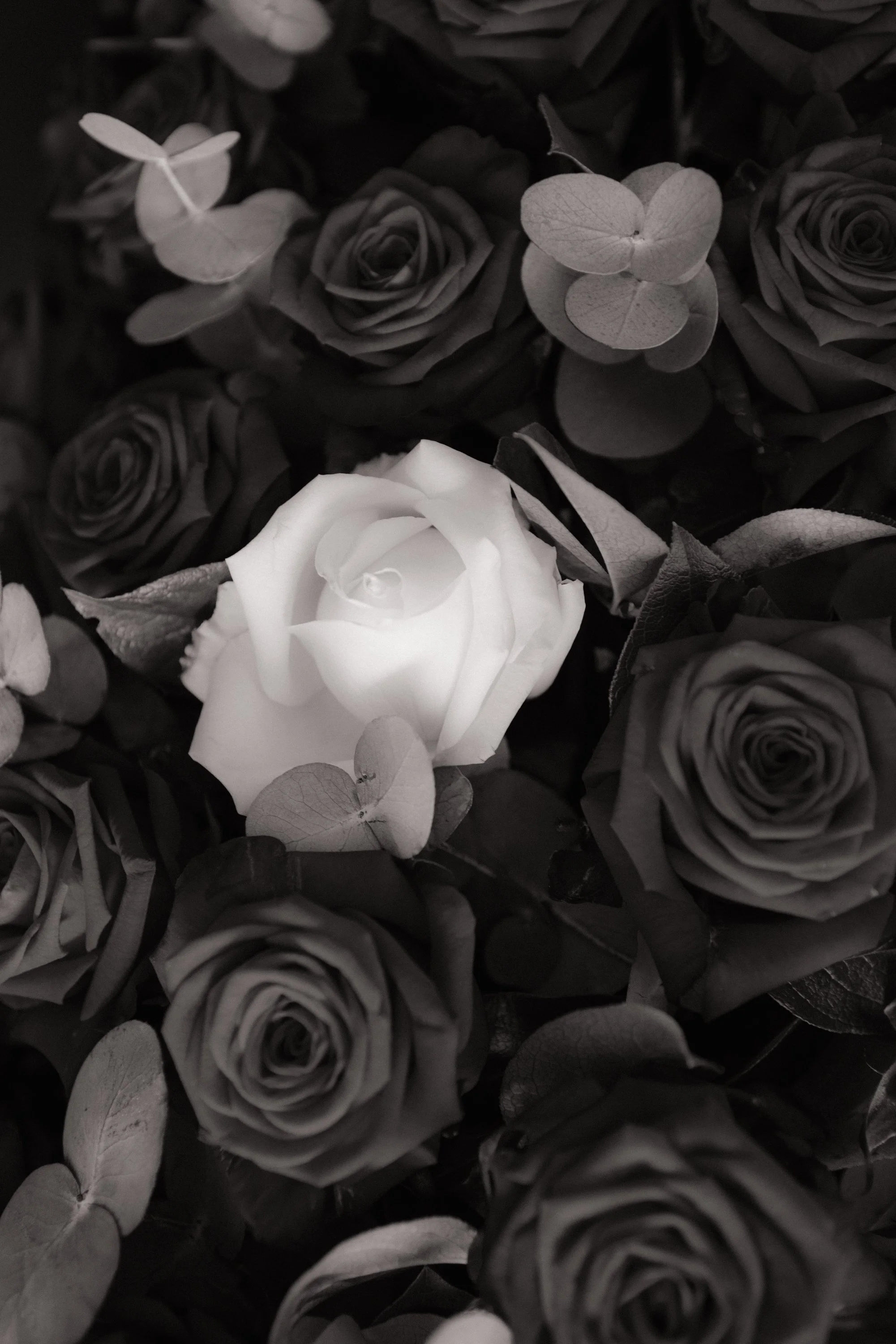 A cluster of roses with one white rose prominently in the center, surrounded by darker roses and leaves.