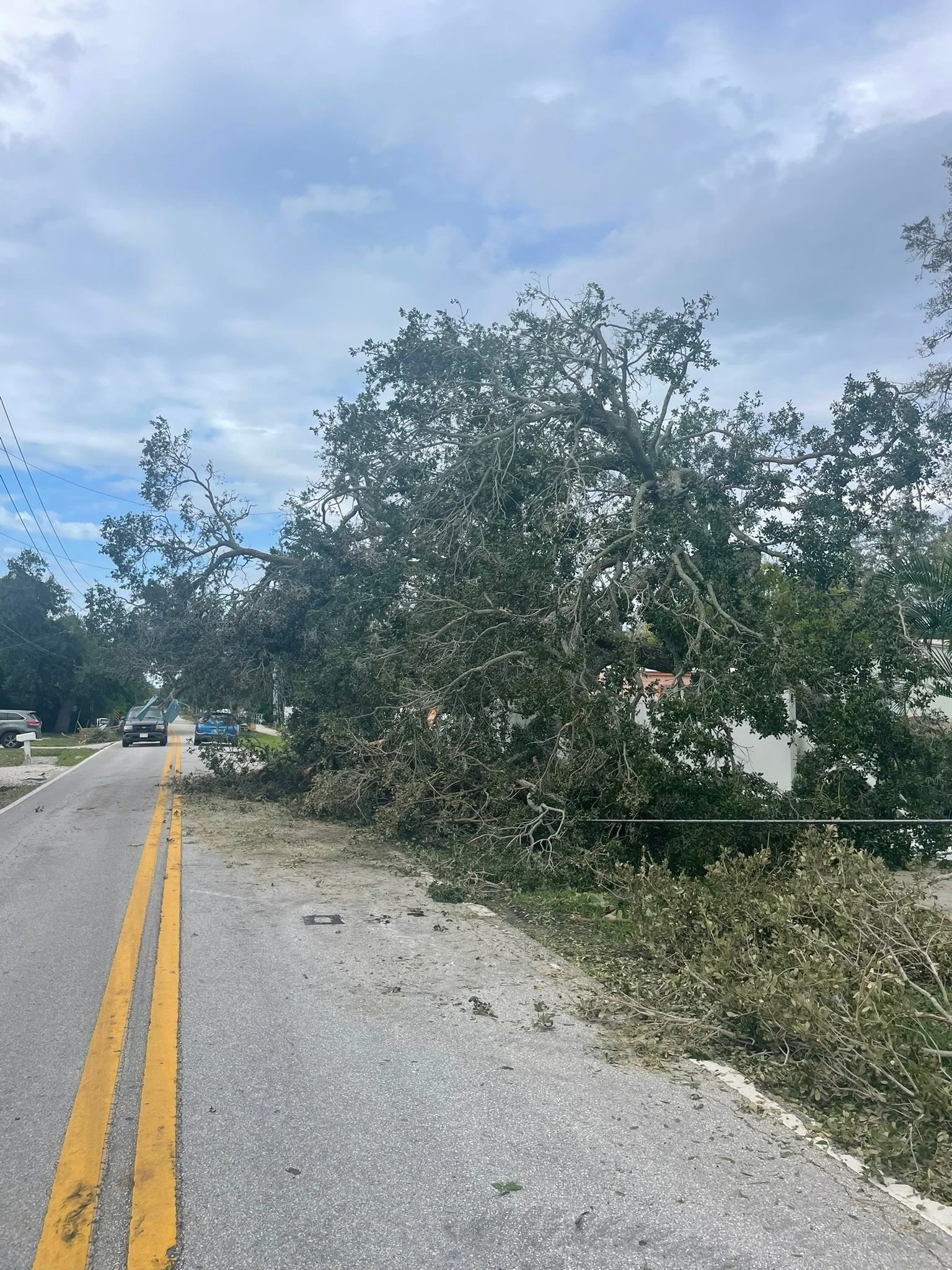 A fallen tree blocking part of a two-lane street with cars parked diagonally on the left side. The sky is cloudy.