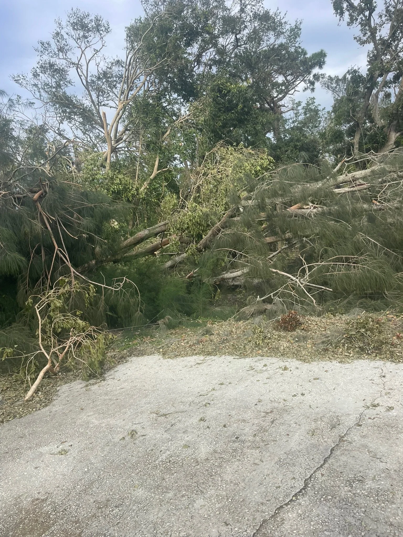 Tree branches fallen across a dirt and gravel path at the edge of a wooded area with trees and a cloudy sky in the background.