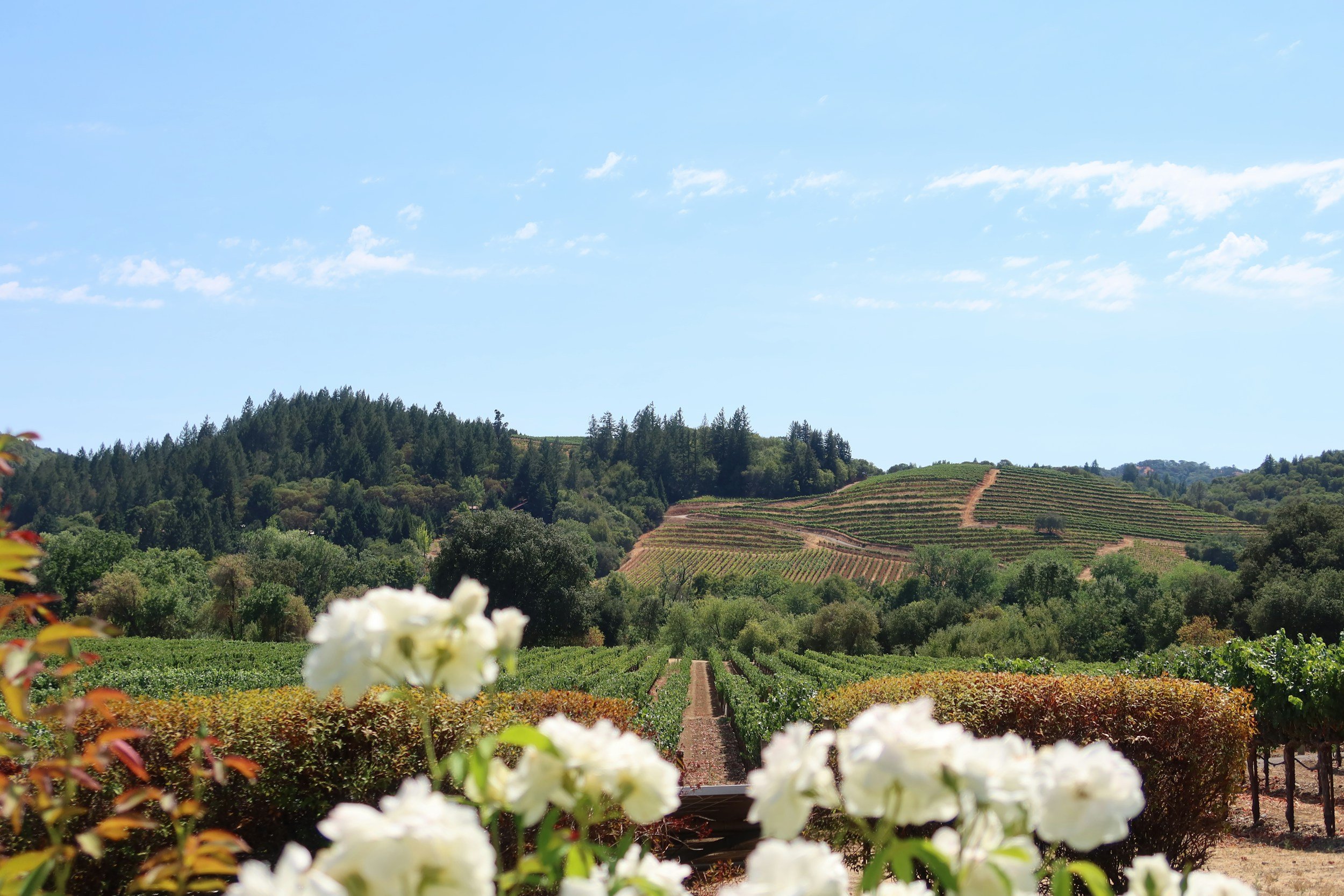 Oakville: The Heart of Napa Valley Wine Country