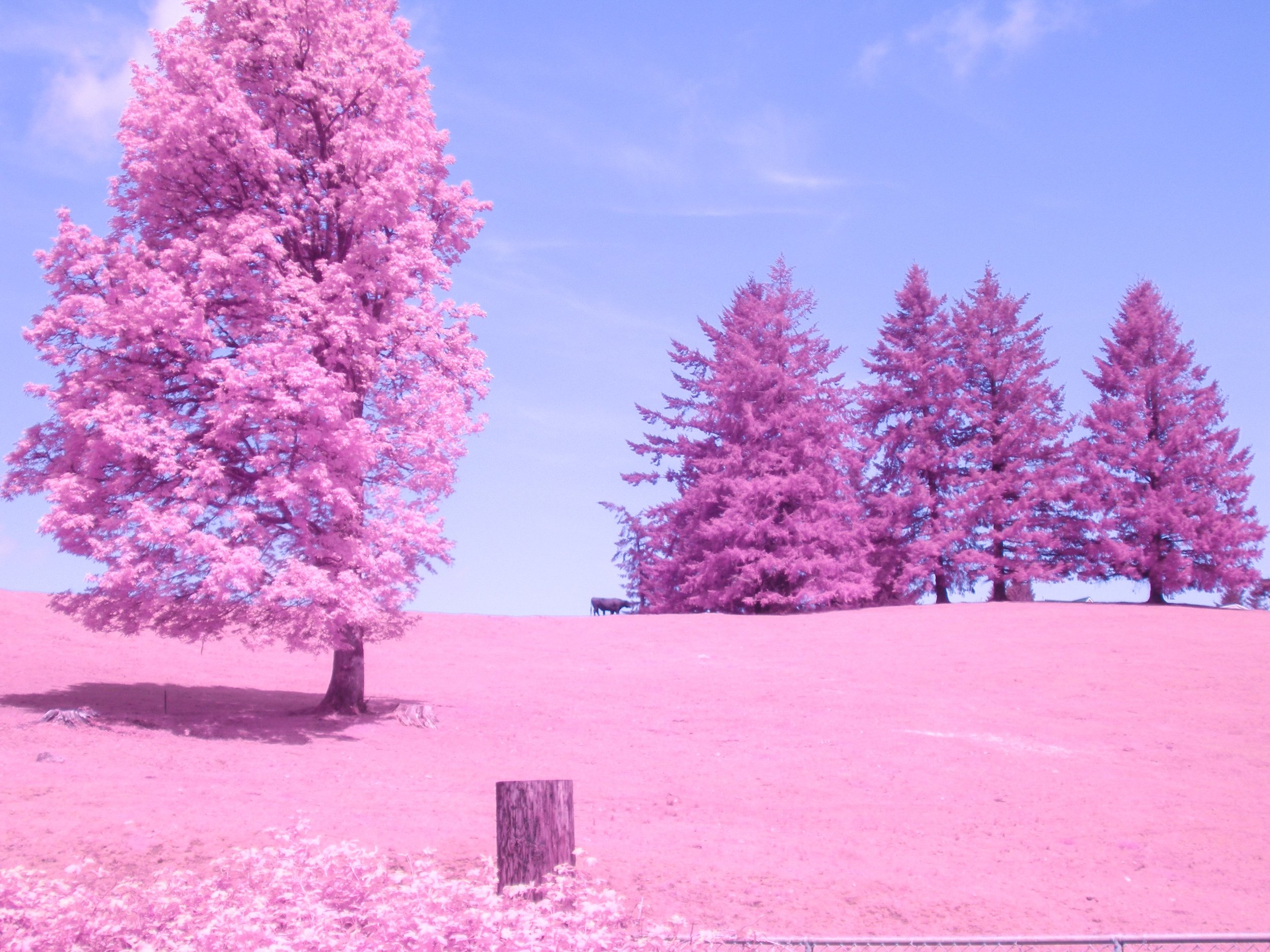 / oregon