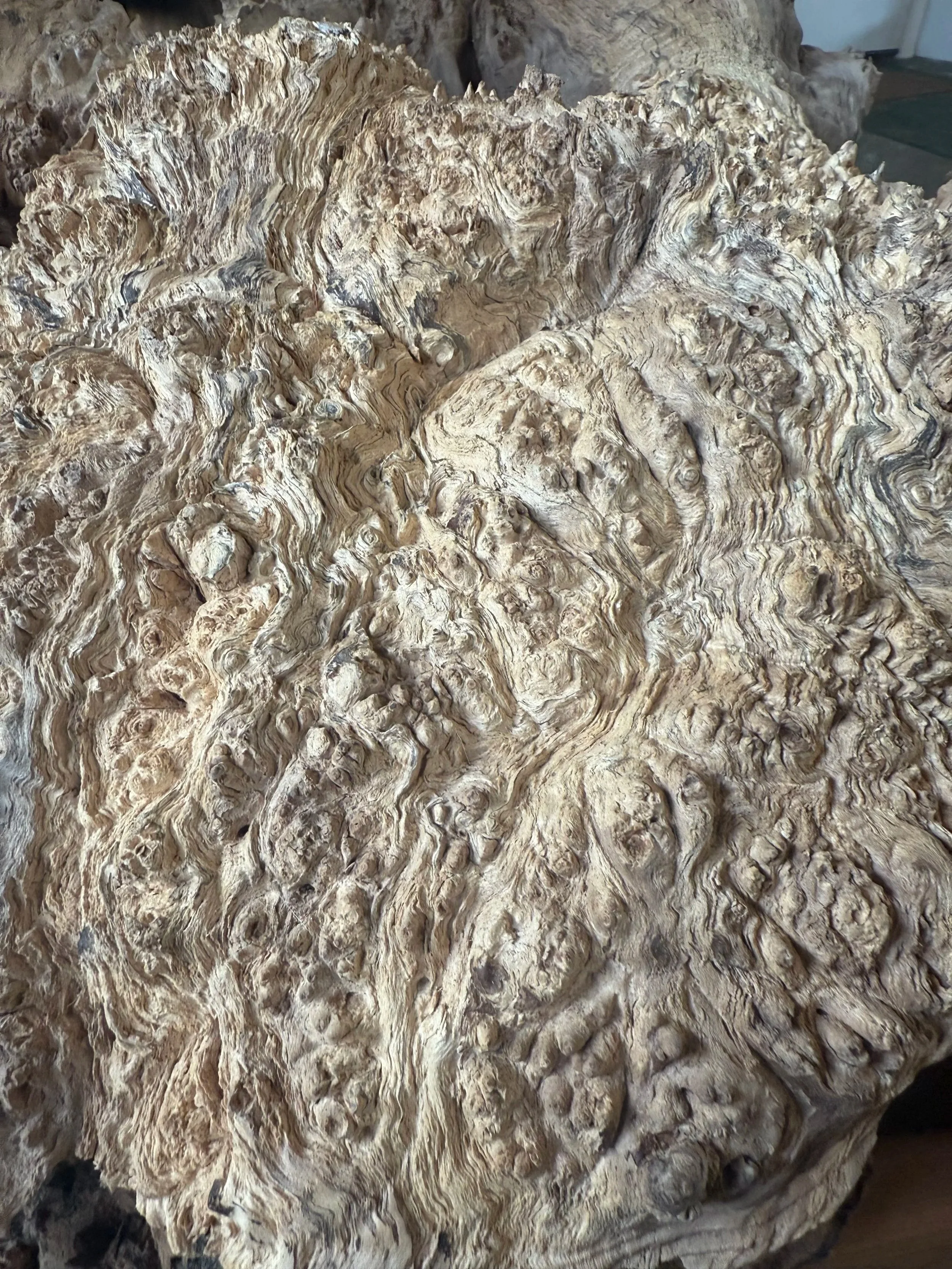 myrtle wood burl / oregon