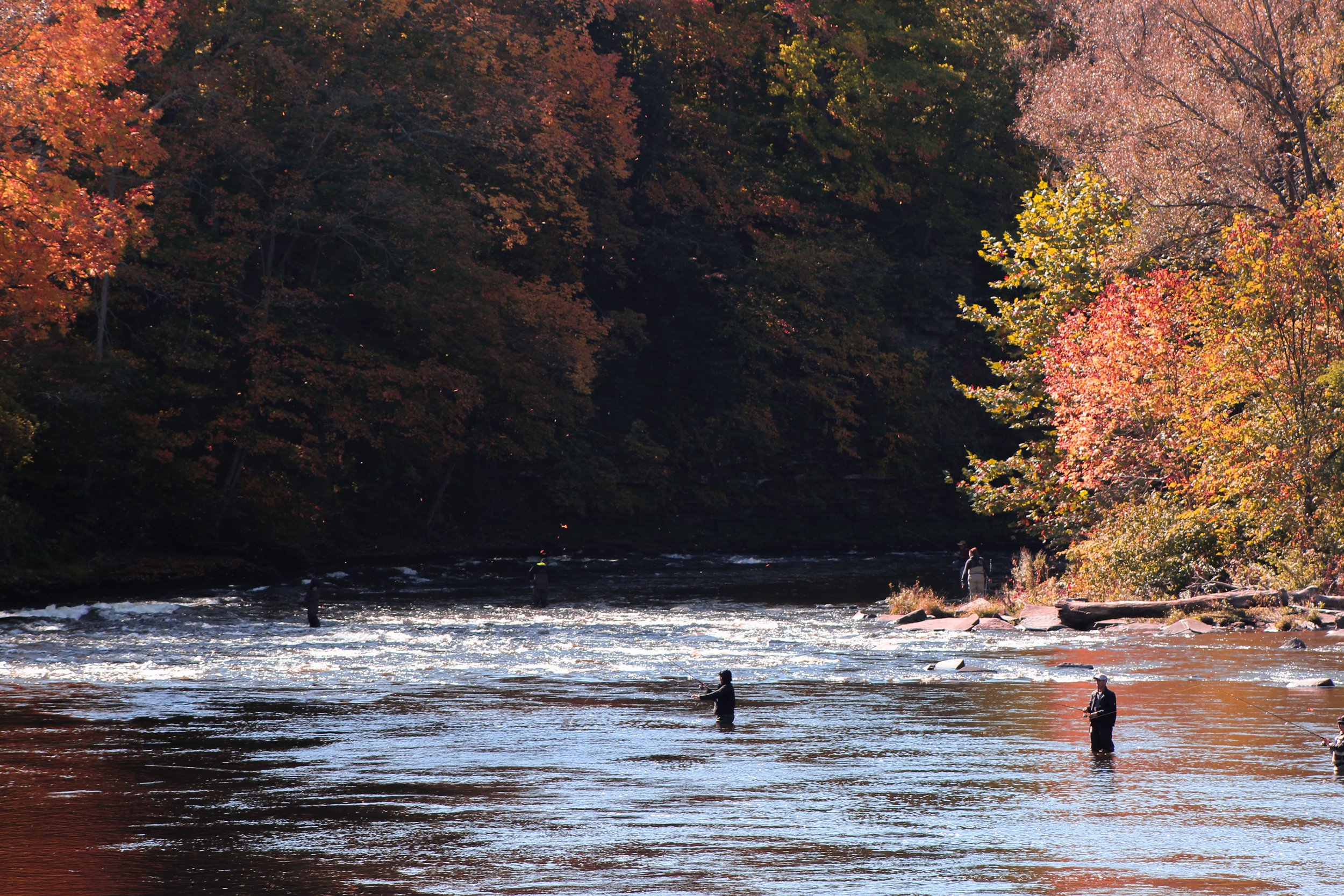 salmon run / upstate new york