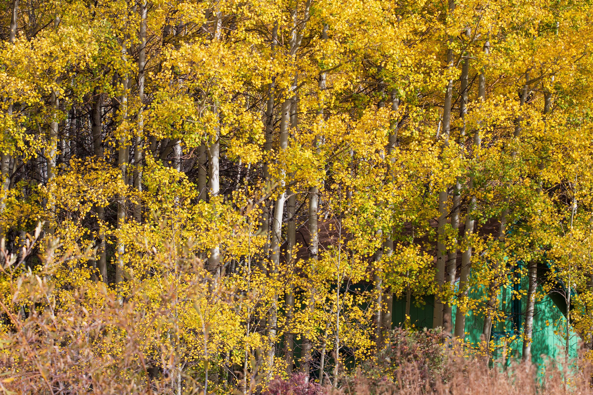 aspen turnover / colorado