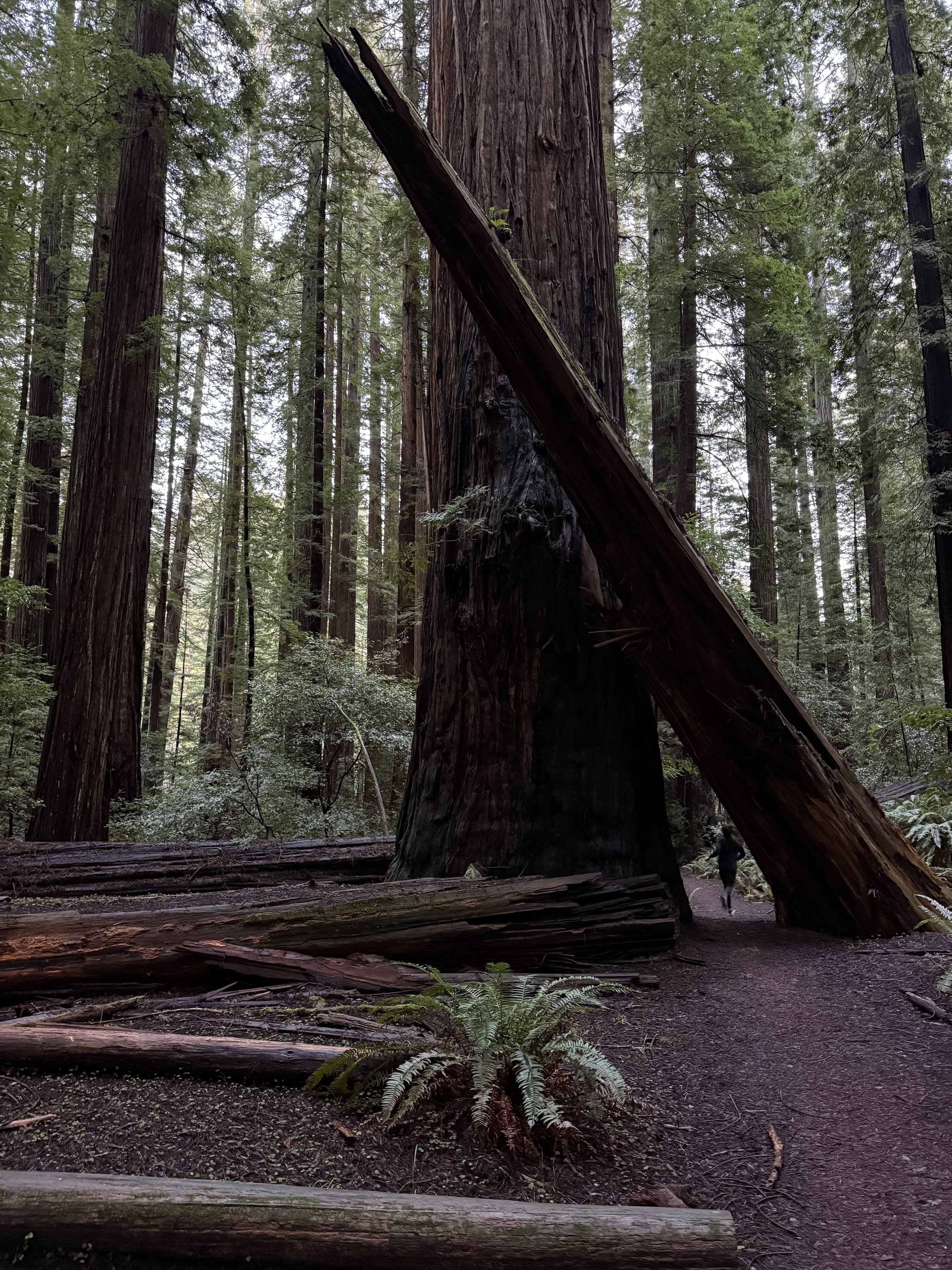redwoods national forest / california