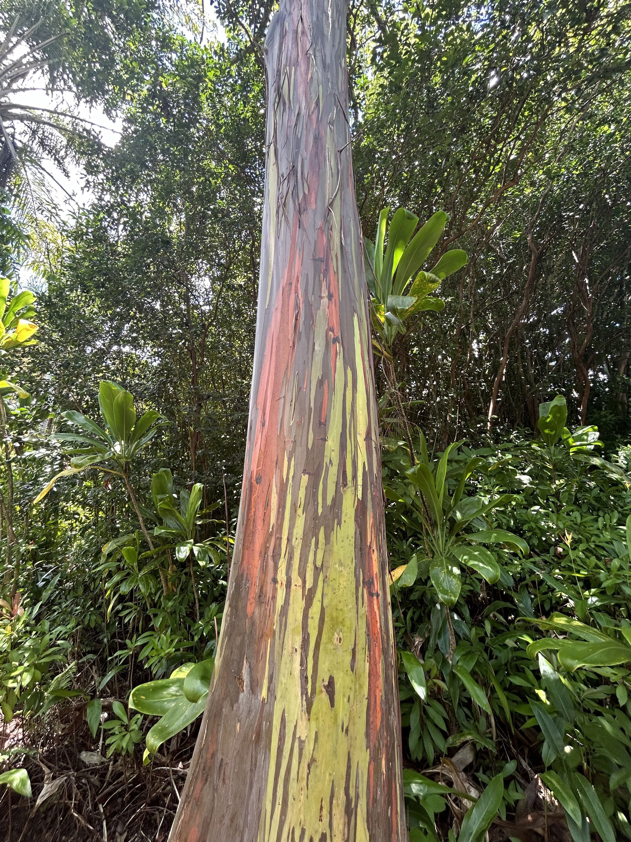 rainbow eucalyptus / hawaii