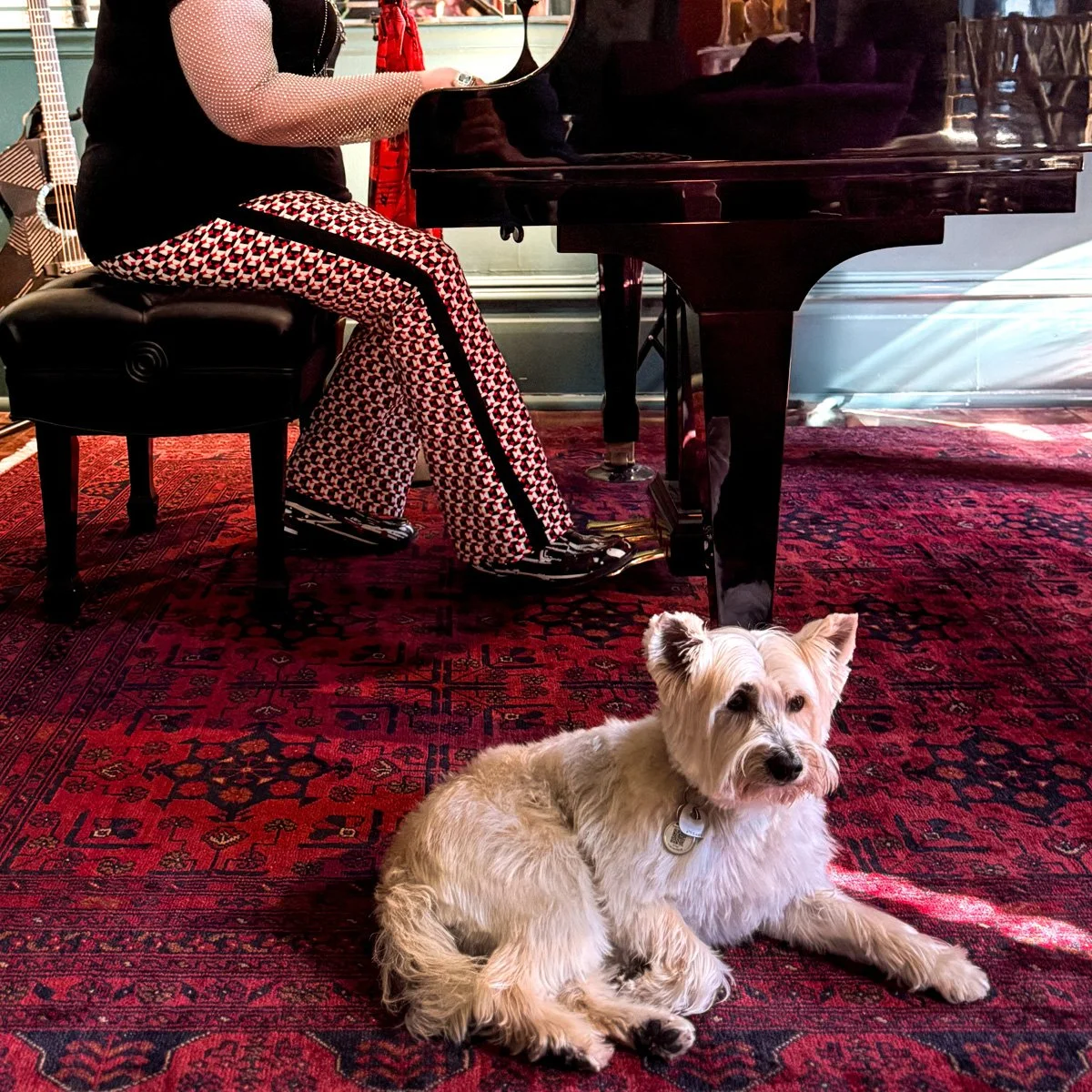 A person sitting at a grand piano on a red patterned rug with a small, light-colored dog lying on the rug nearby. The person is wearing patterned pants and a black top with semi-transparent sleeves, and their hands are on the piano keys. There is sun