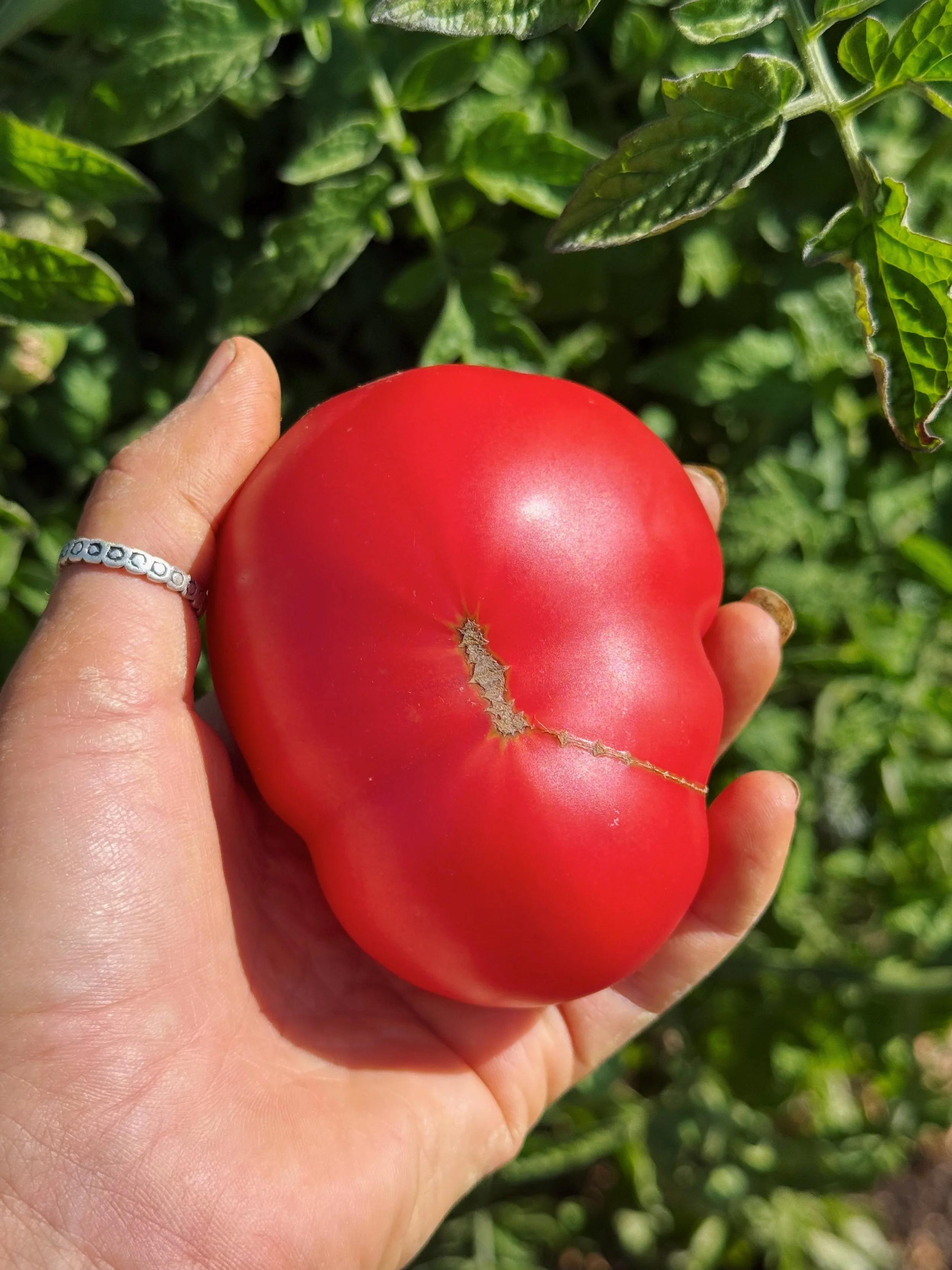 organic tomatoes