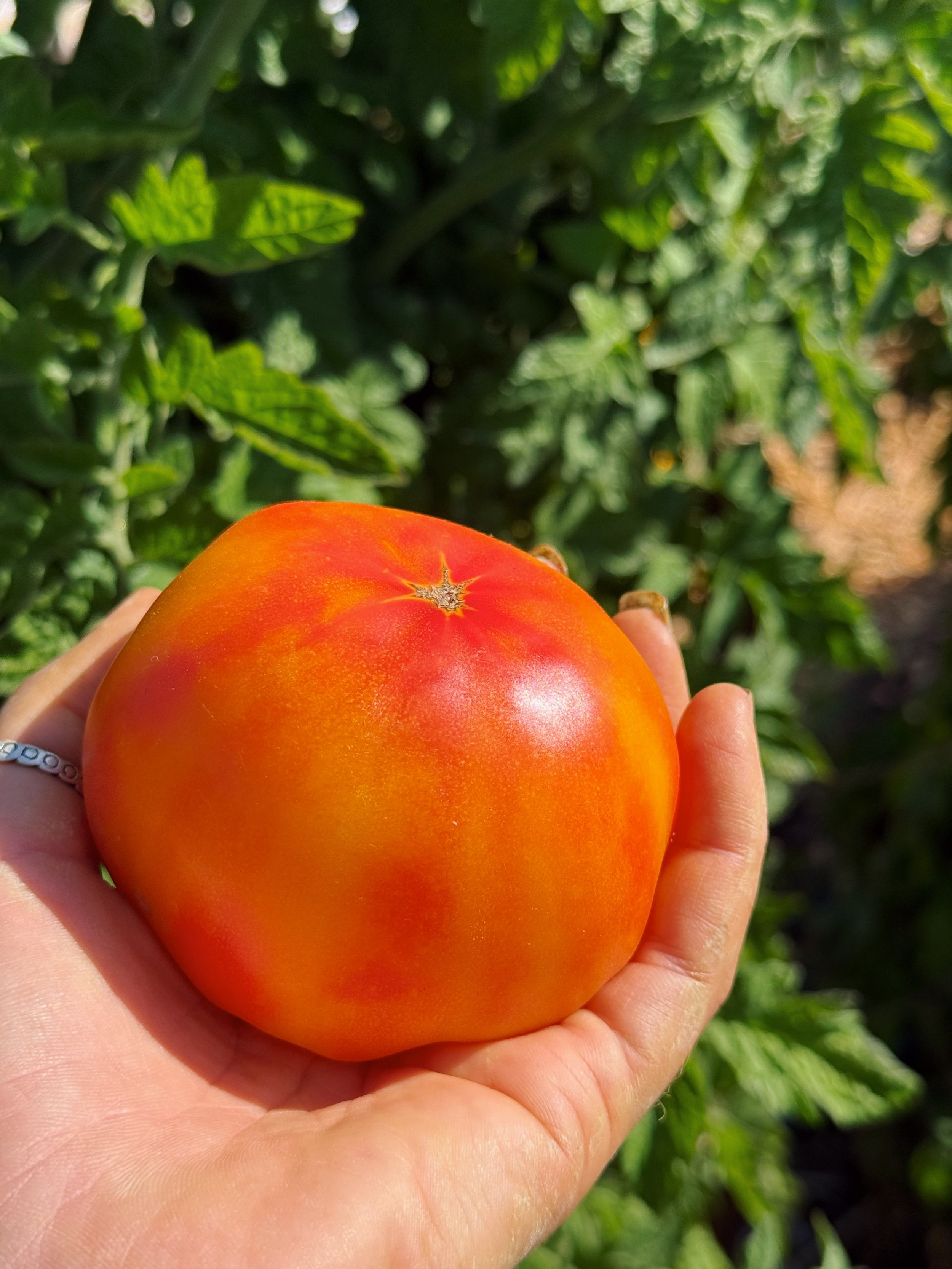 organic tomatoes