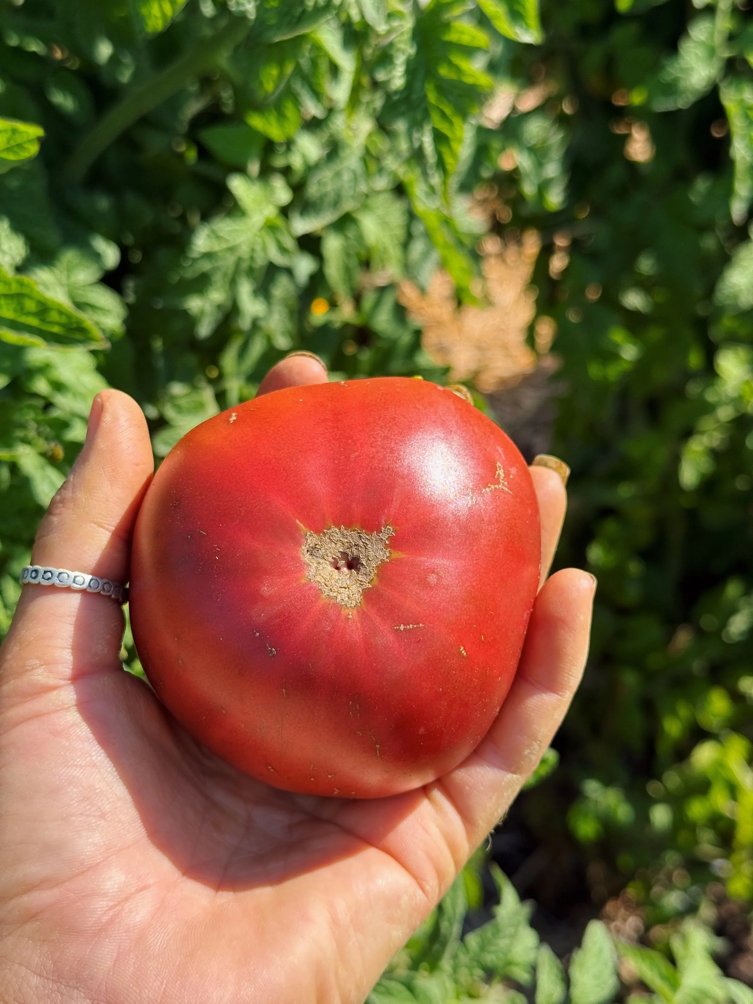 organic tomatoes