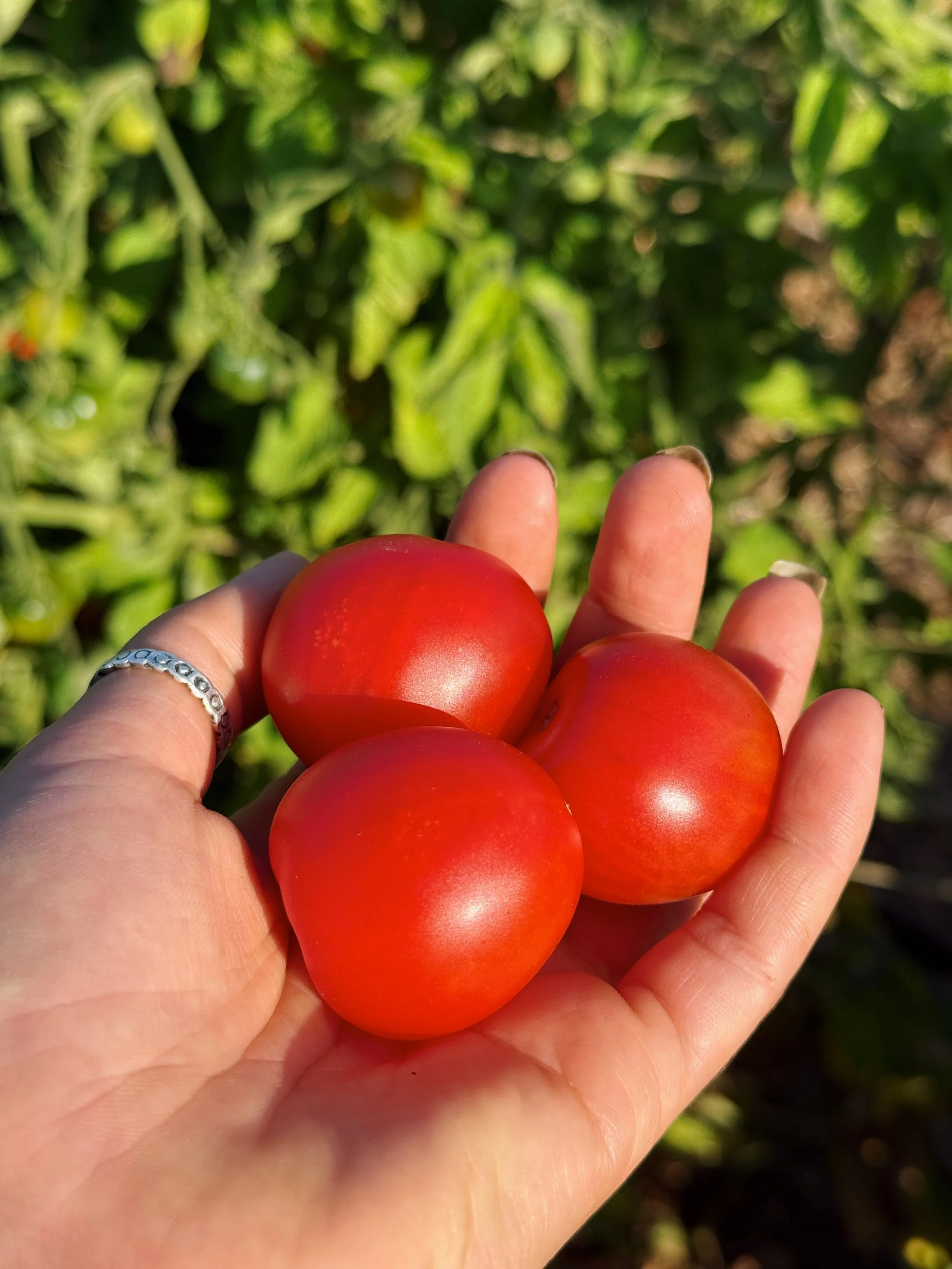 organic tomatoes