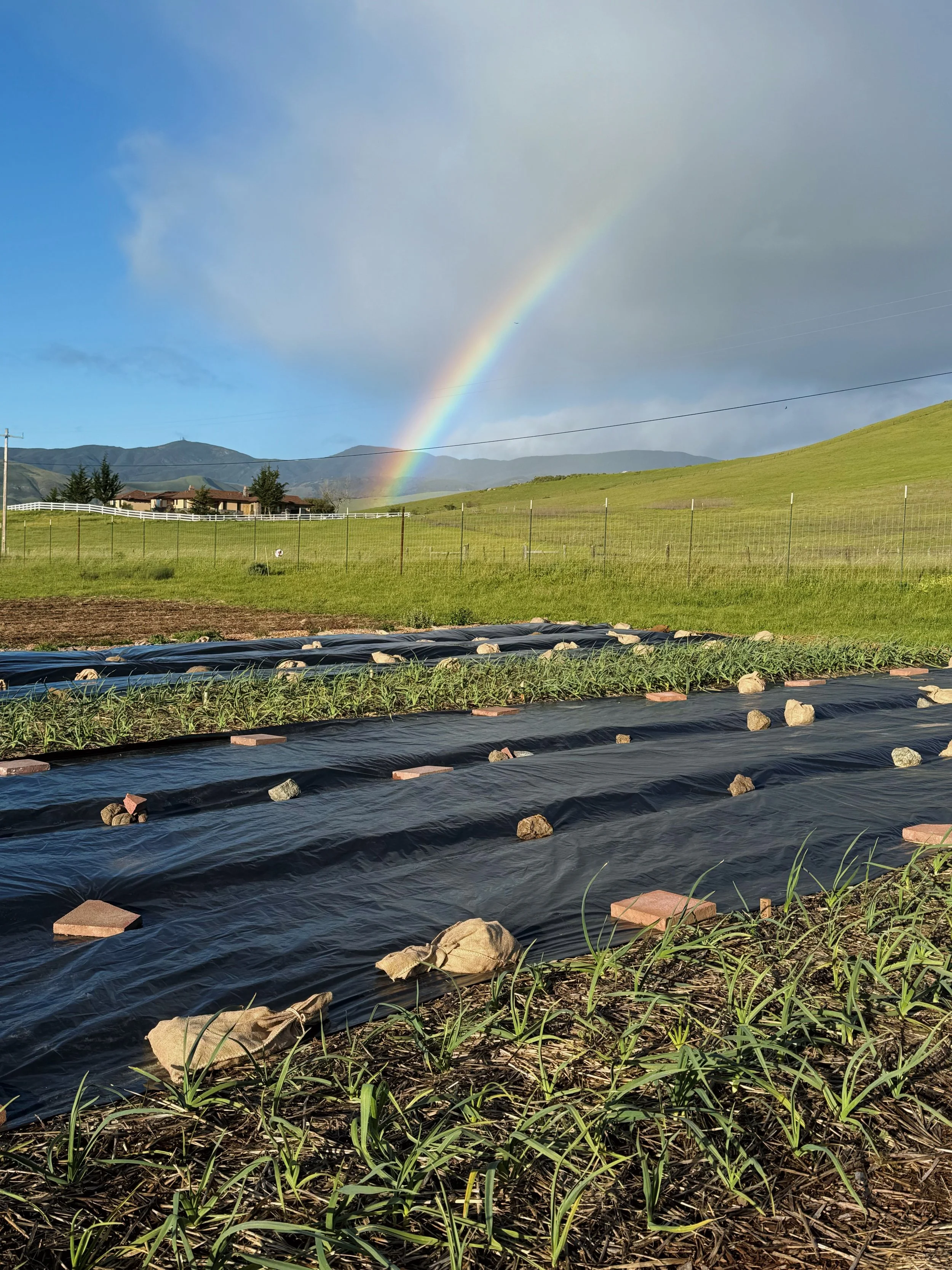 IS FARMING WITHOUT PLASTIC POSSIBLE?