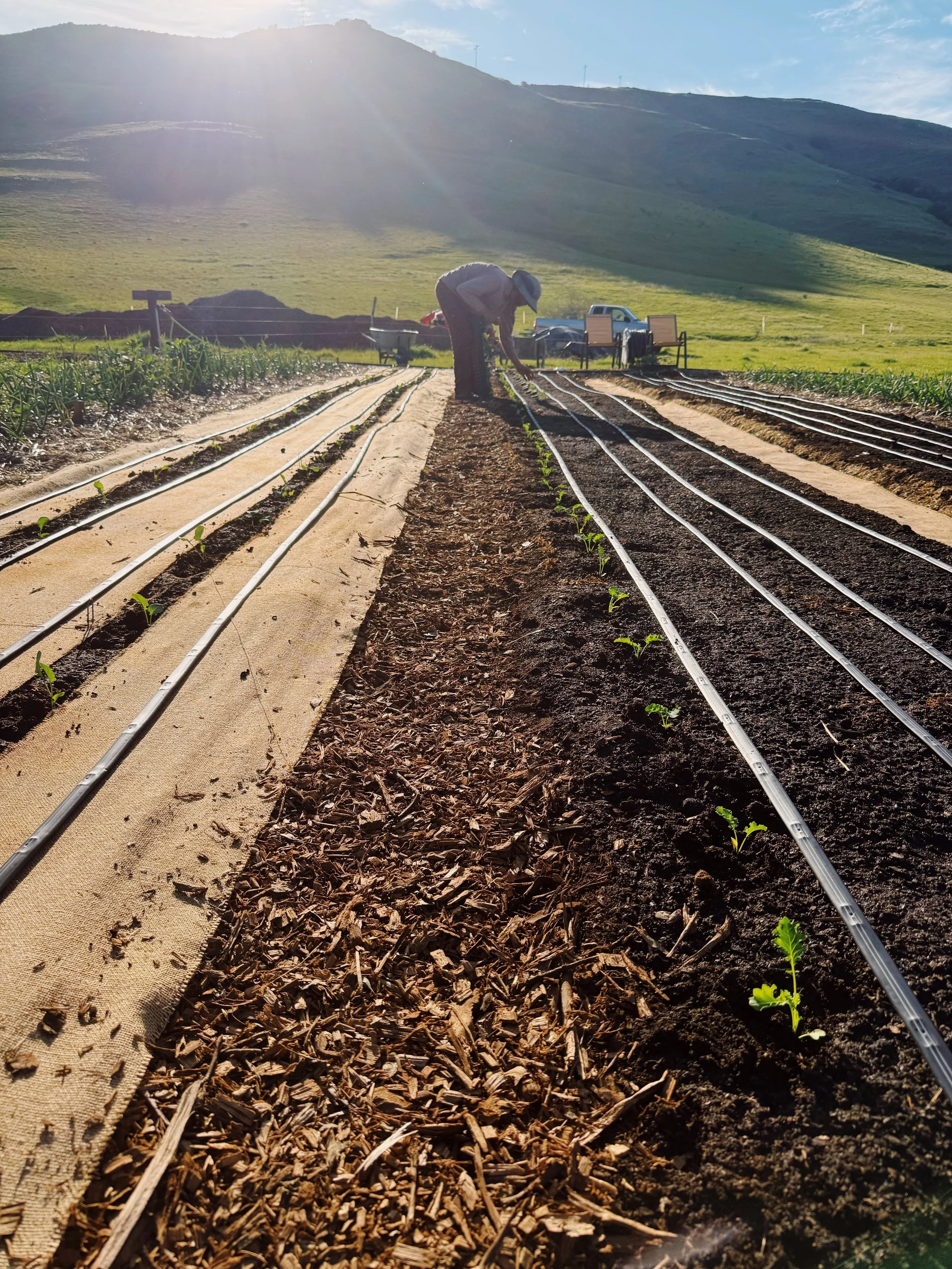 THE COUNTDOWN TO MARKET IS ON! (THE SLUGS ARE TOO) 