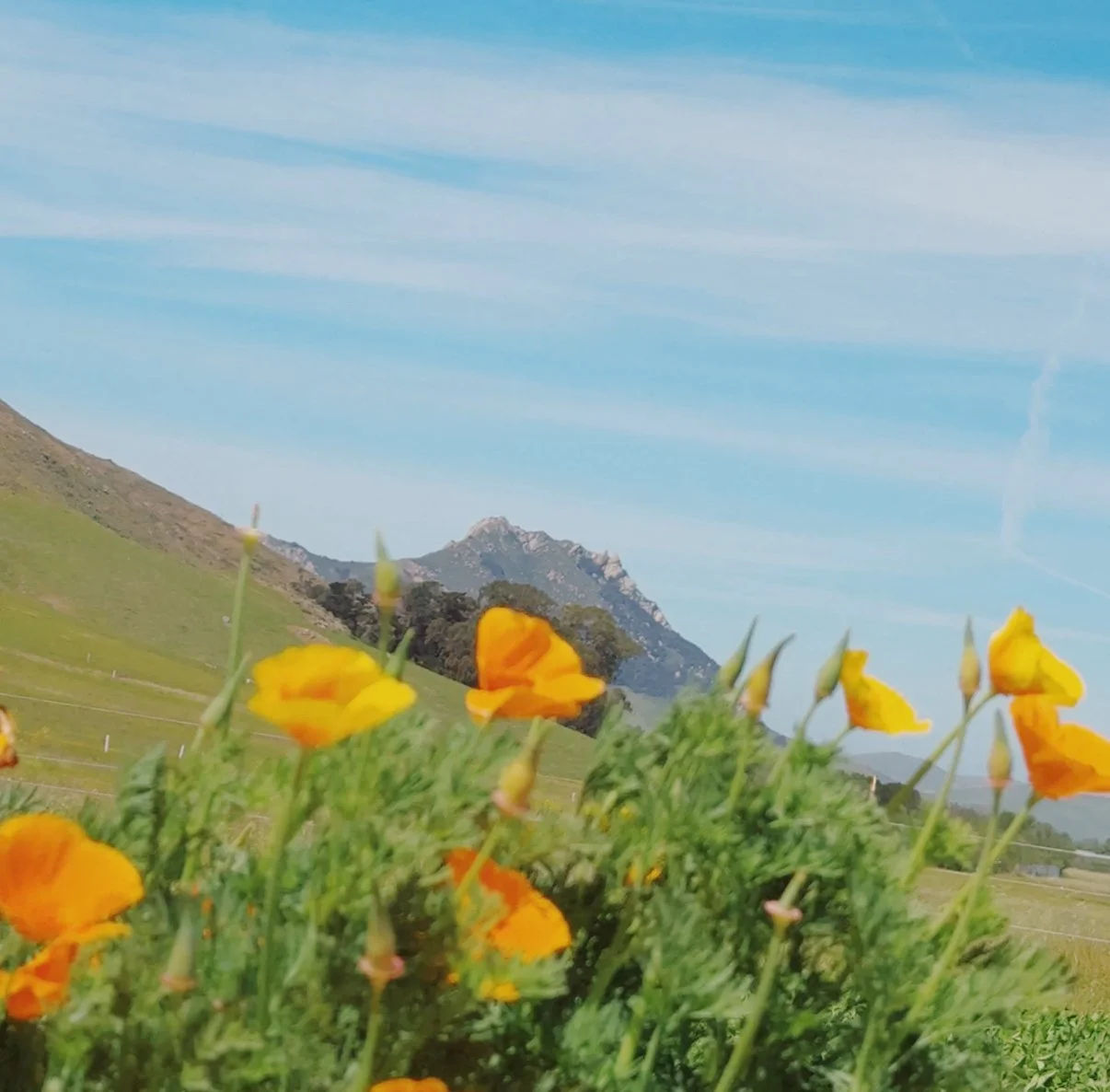 YOU’RE INVITED TO OUR FIRST FARMSTAND!