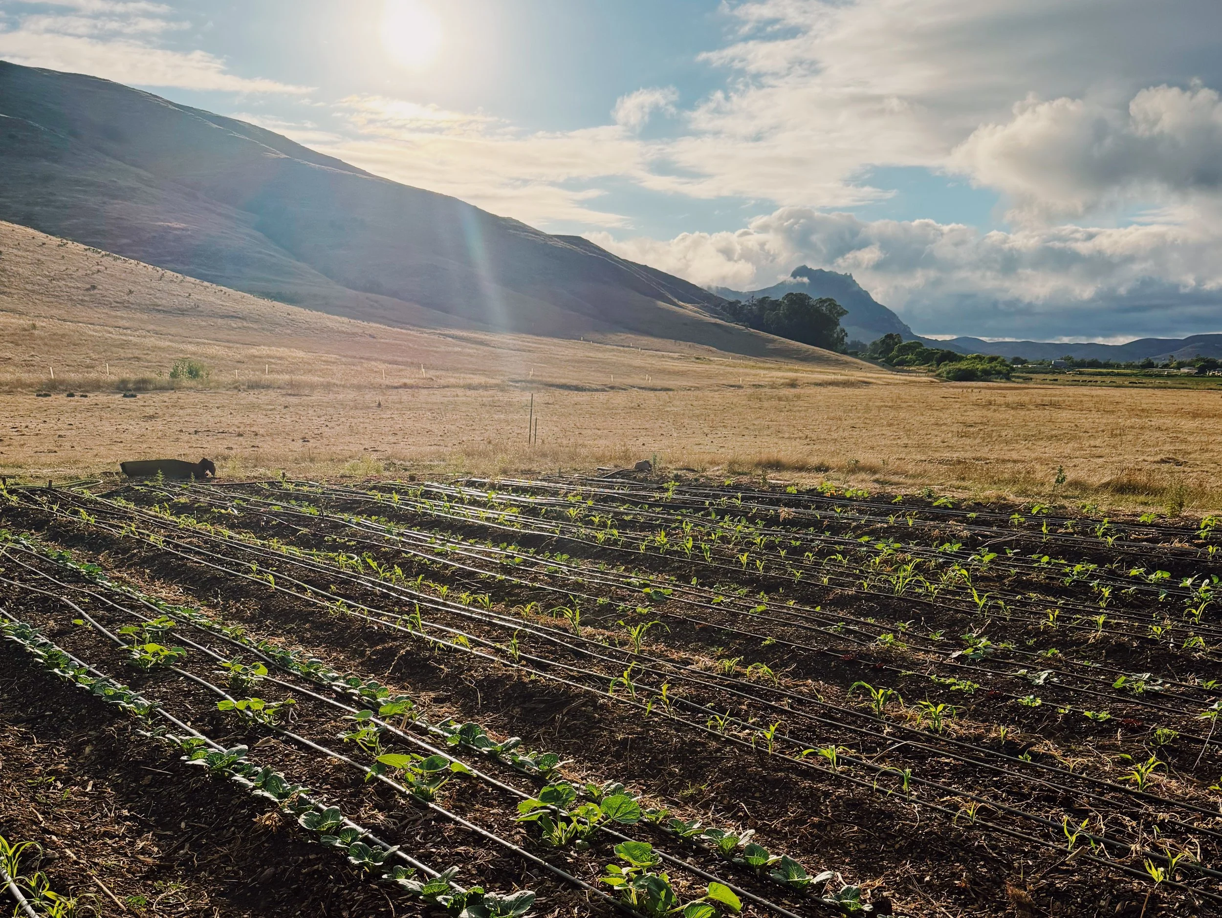 5 Reasons Why our CSA PROGRAM Support OUR Farm