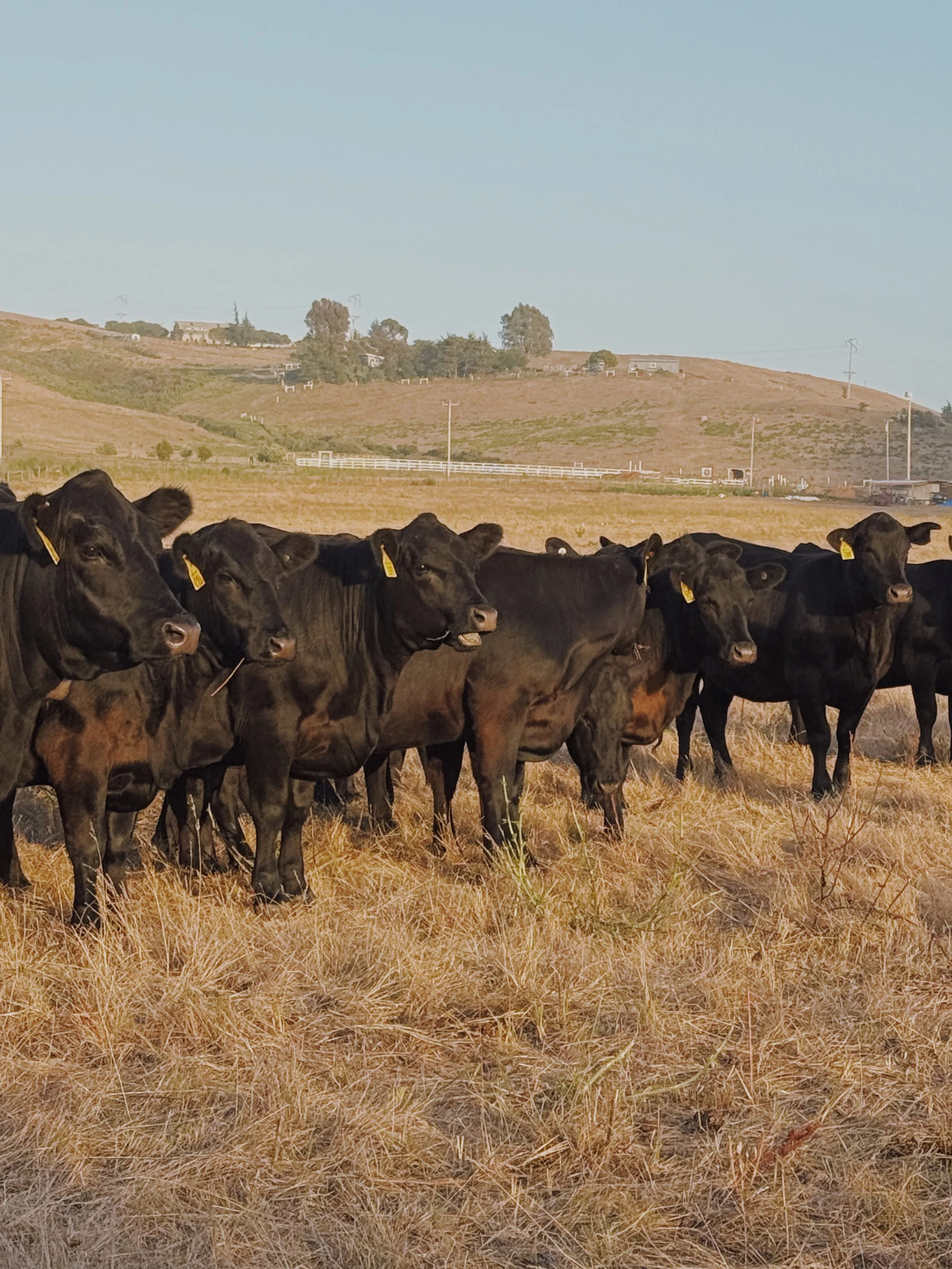 JAKE’S THOUGHTS: MANAGING OUR LAND WITH CATTLE