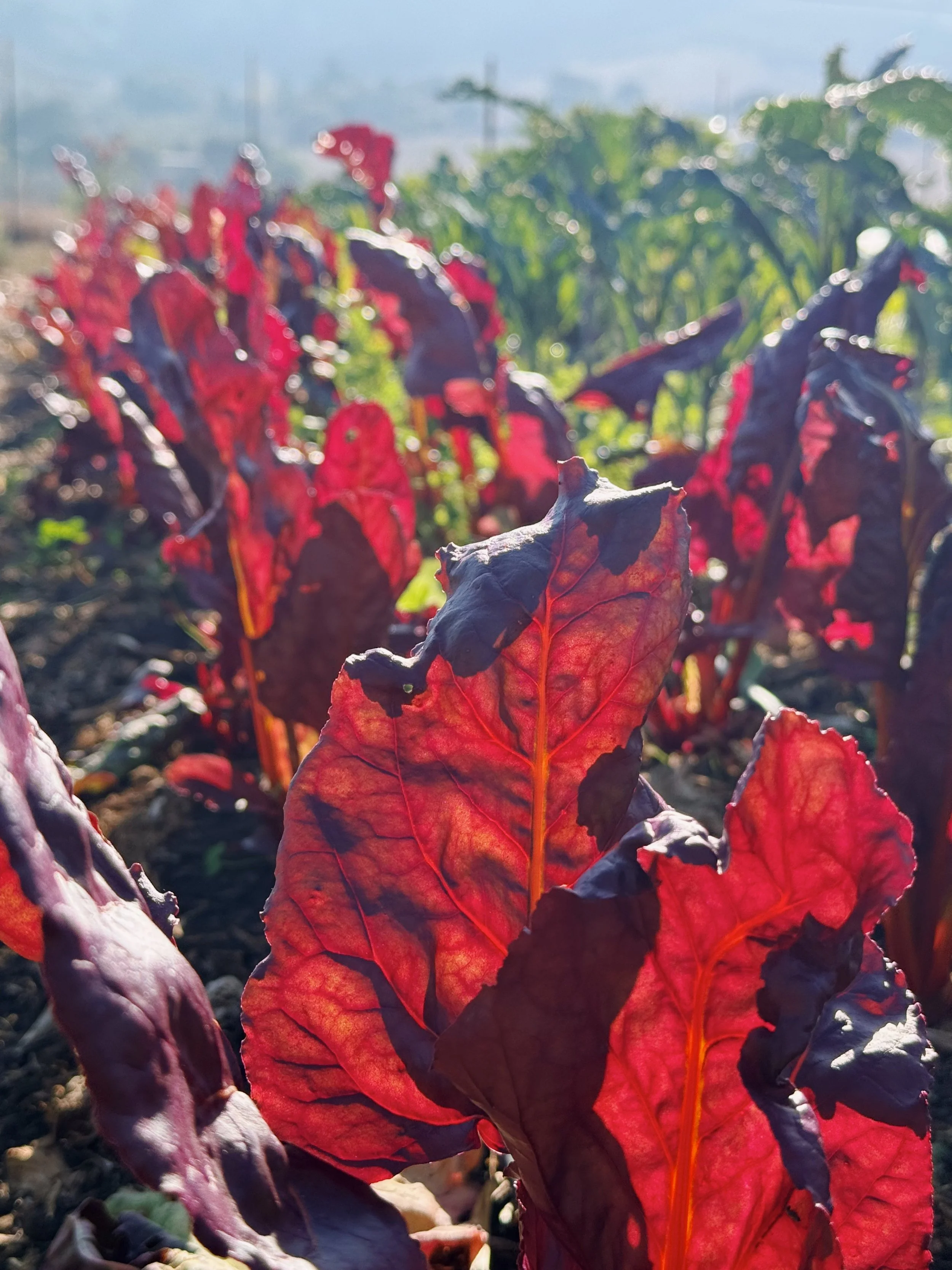 Some Thoughts on Interplanting: Why Chaos is Better