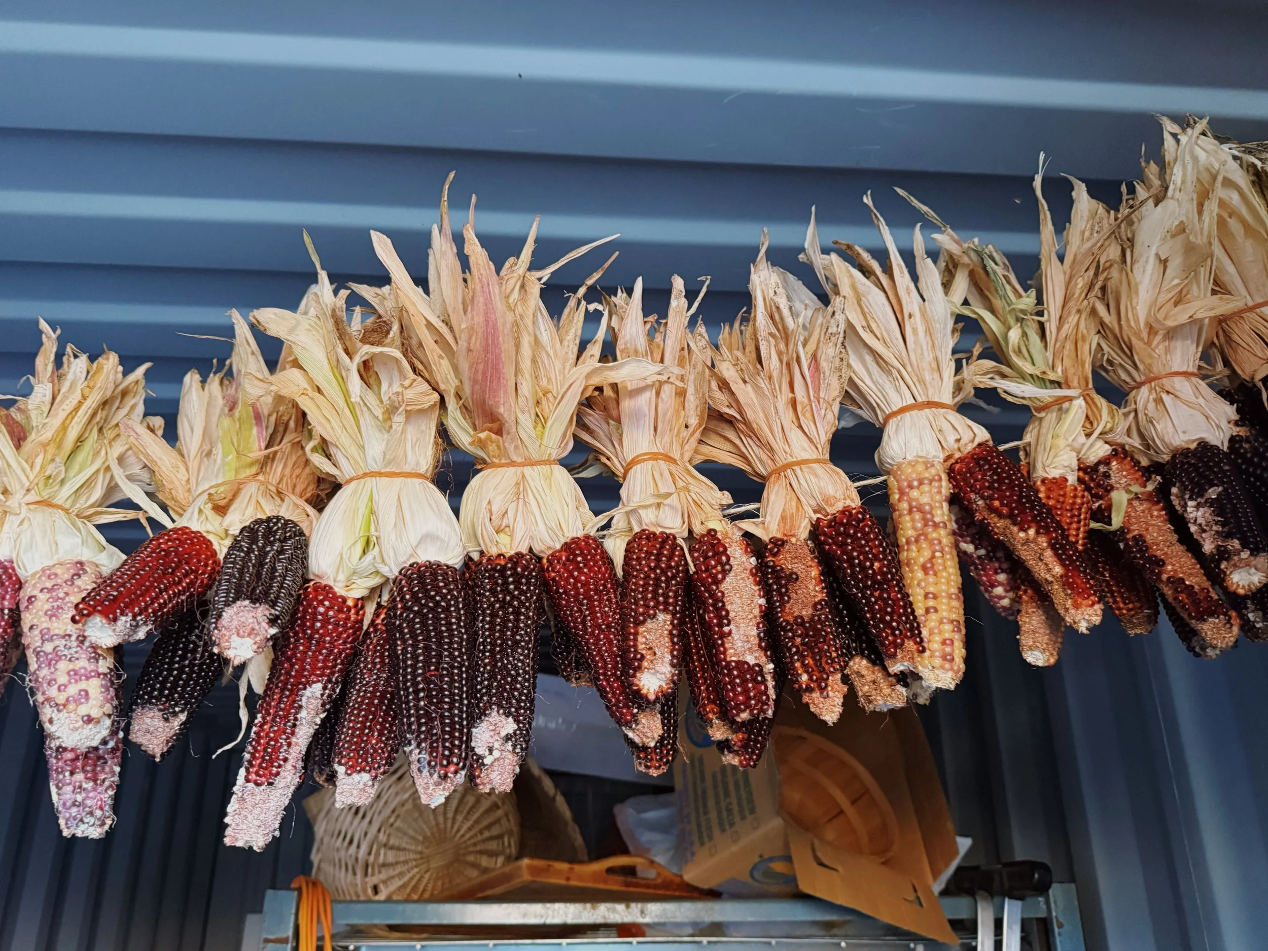 September Things: Popcorn Harvest &amp; The Organic Farming Conference