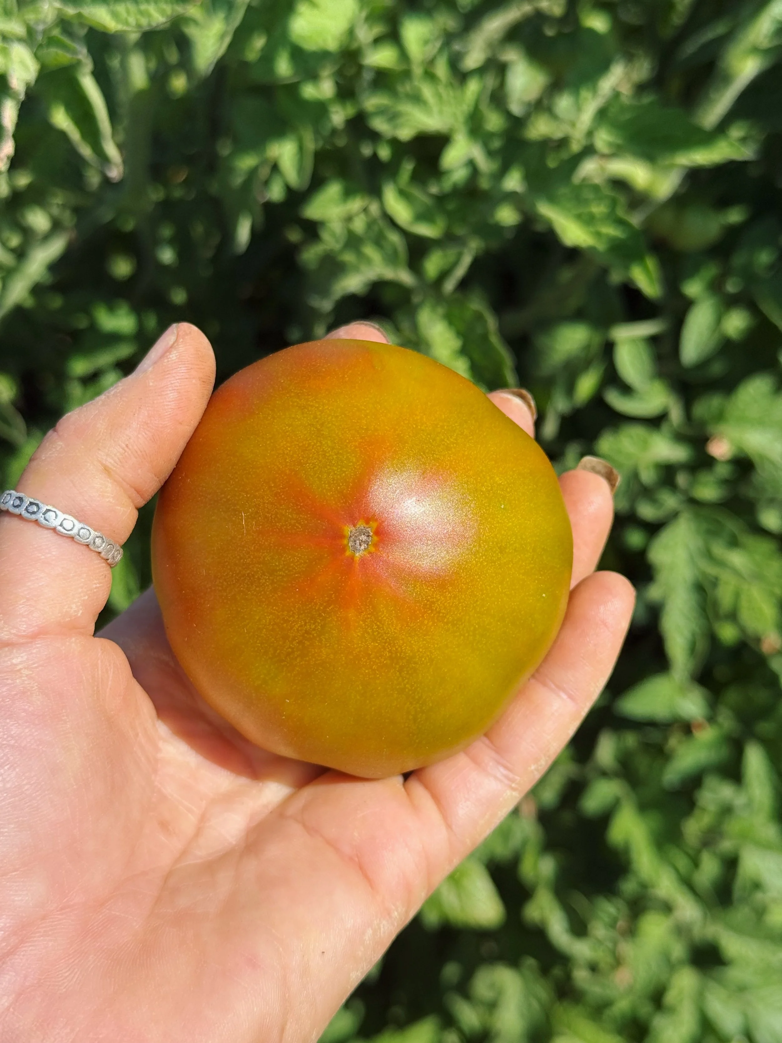 organic tomatoes