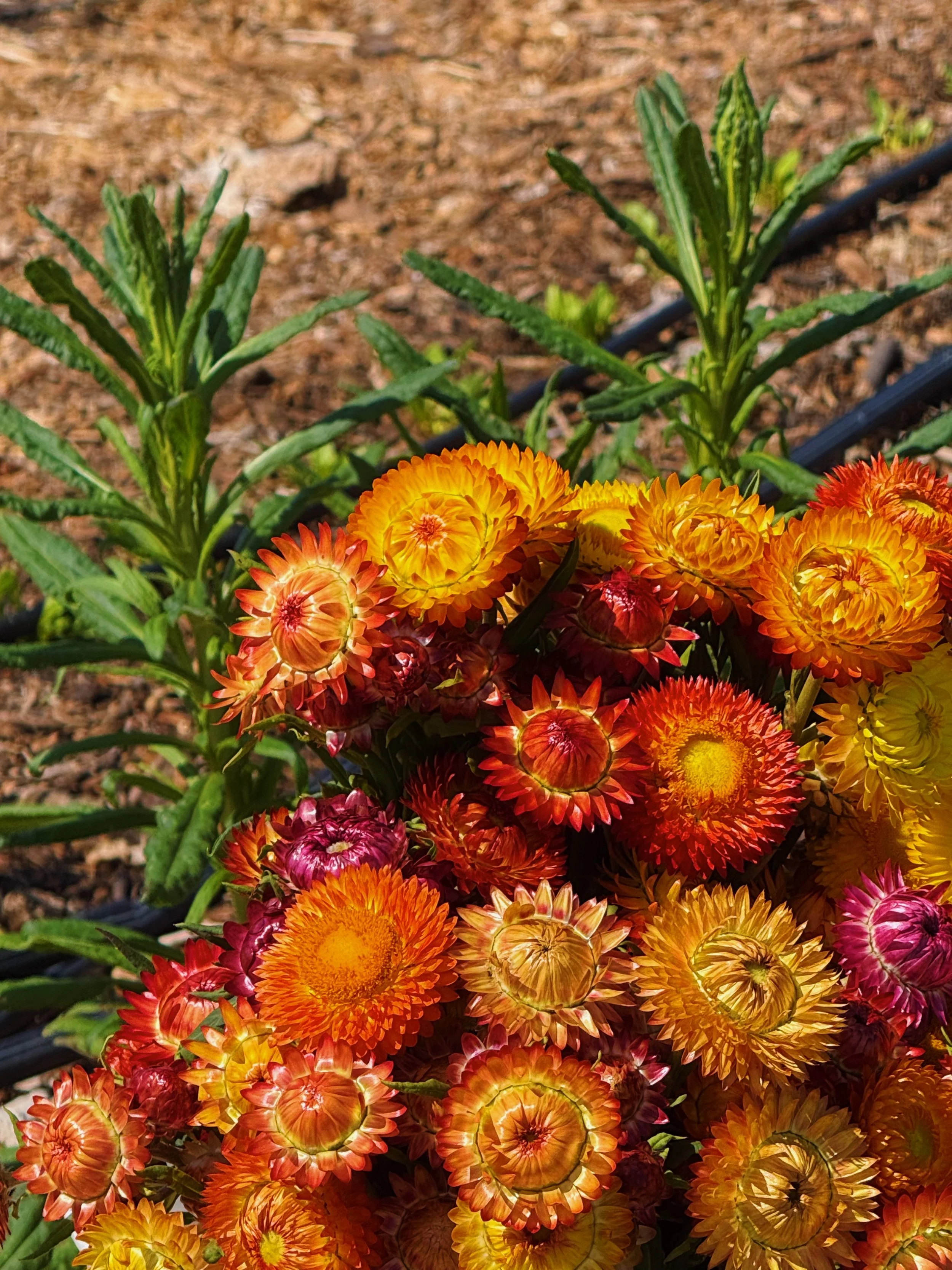 strawflower bouquet