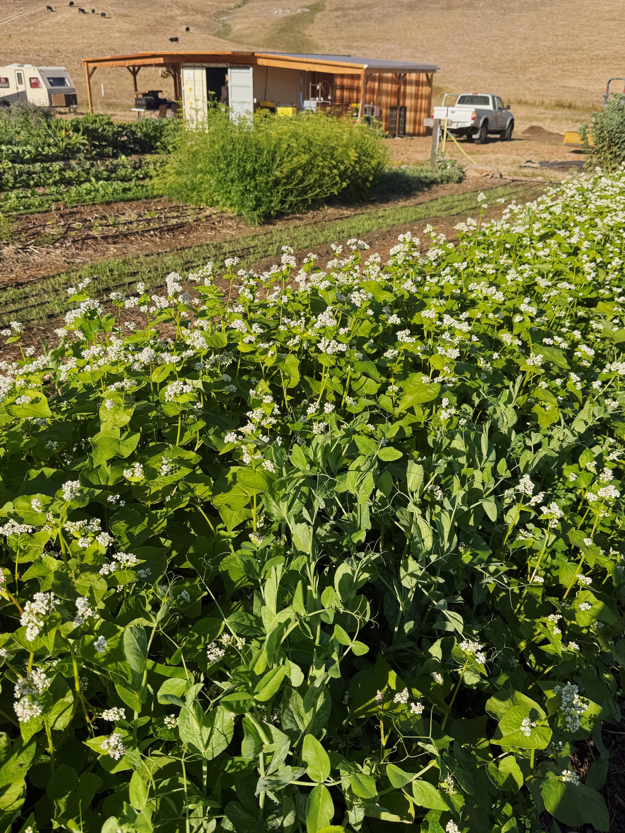 armor the soil healthy soils