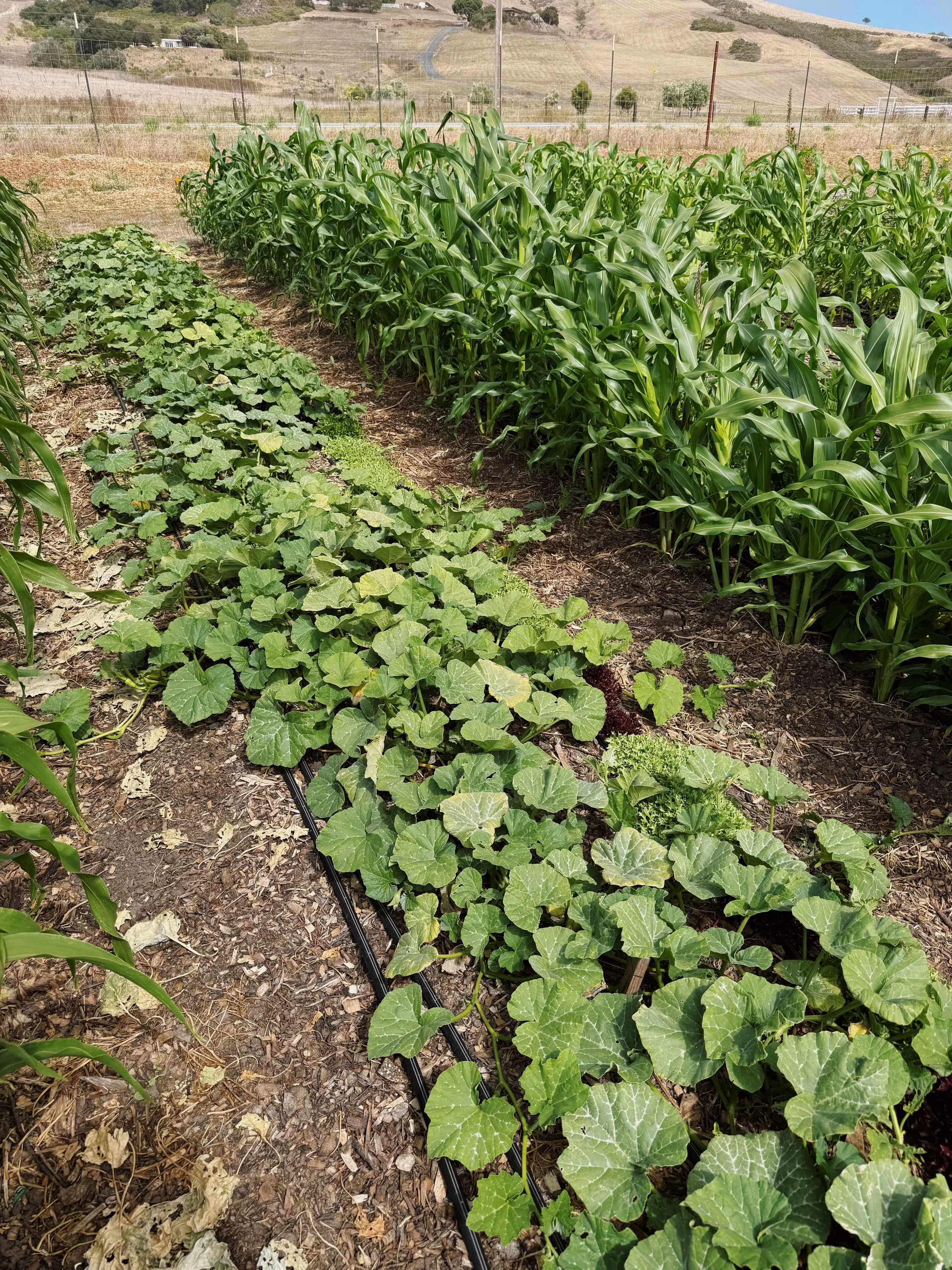 milpas at tomorro farm