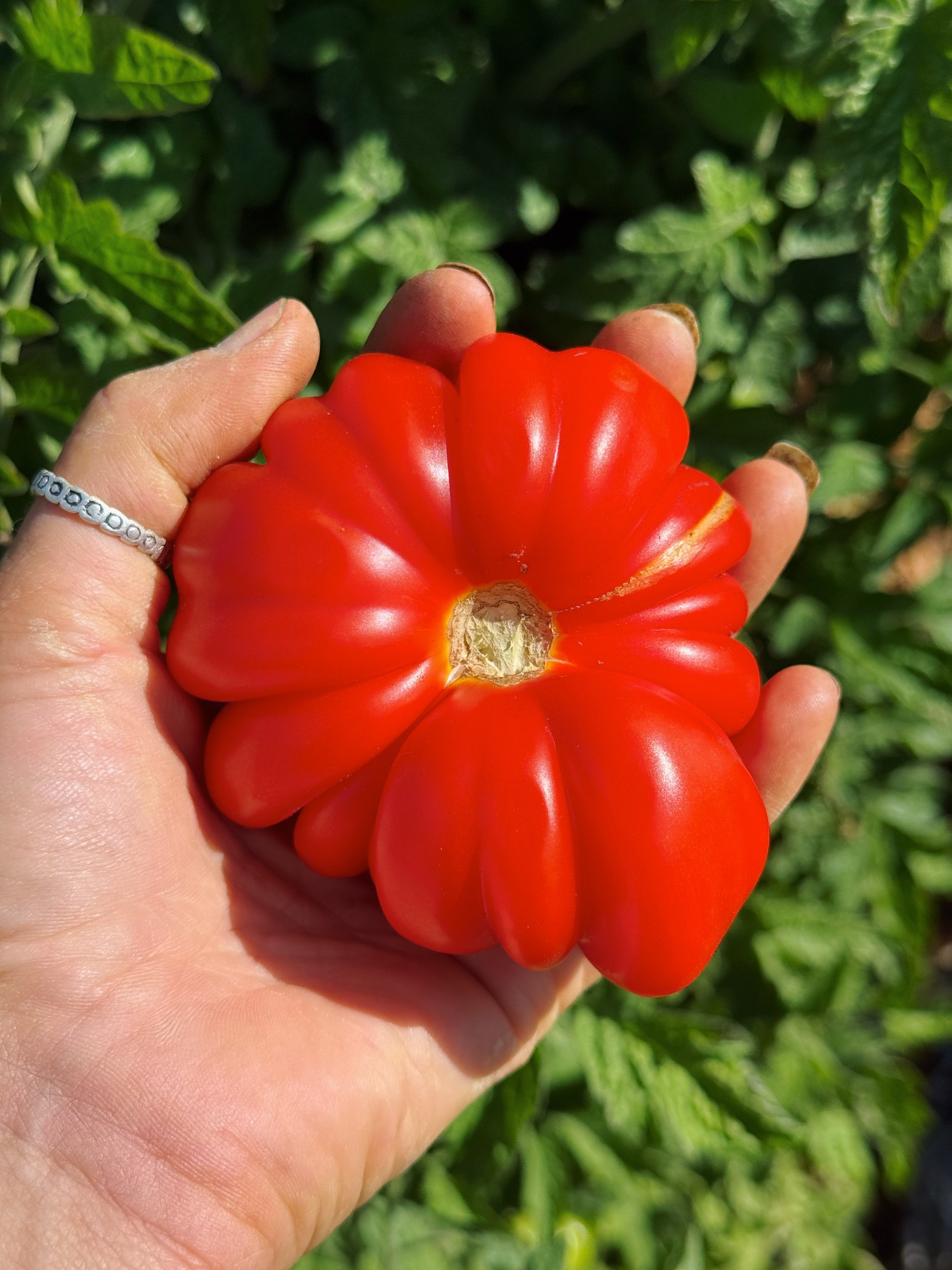 organic tomatoes