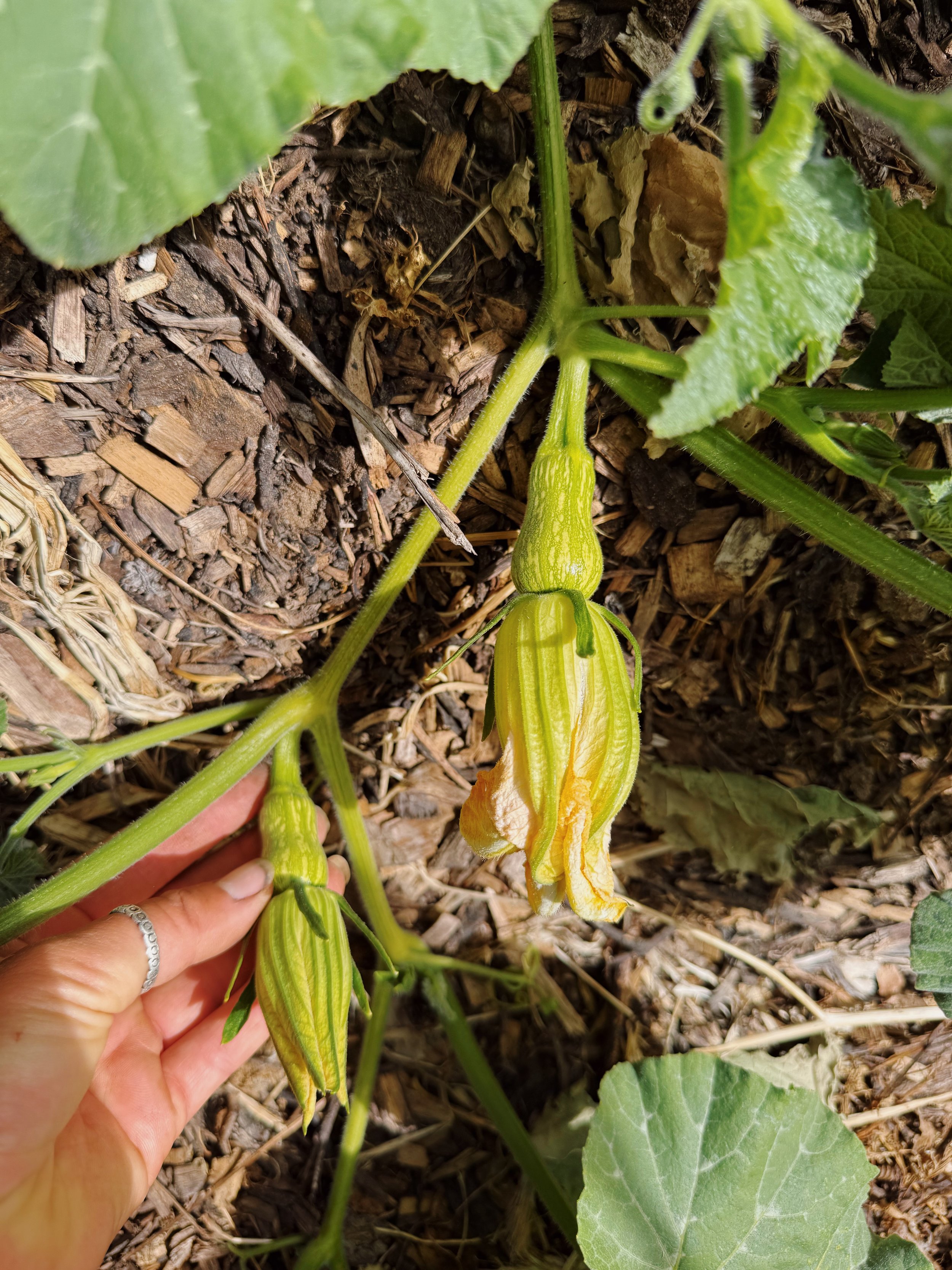 squash at tomorro farm