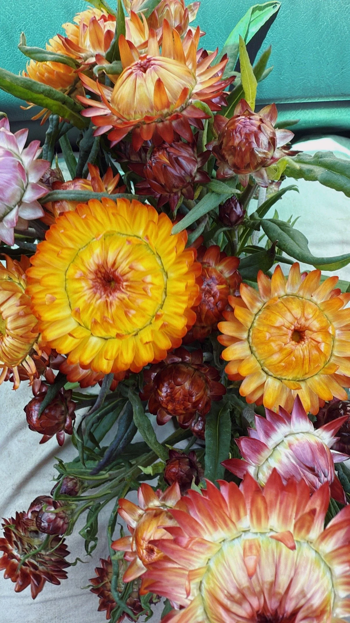 organic strawflowers