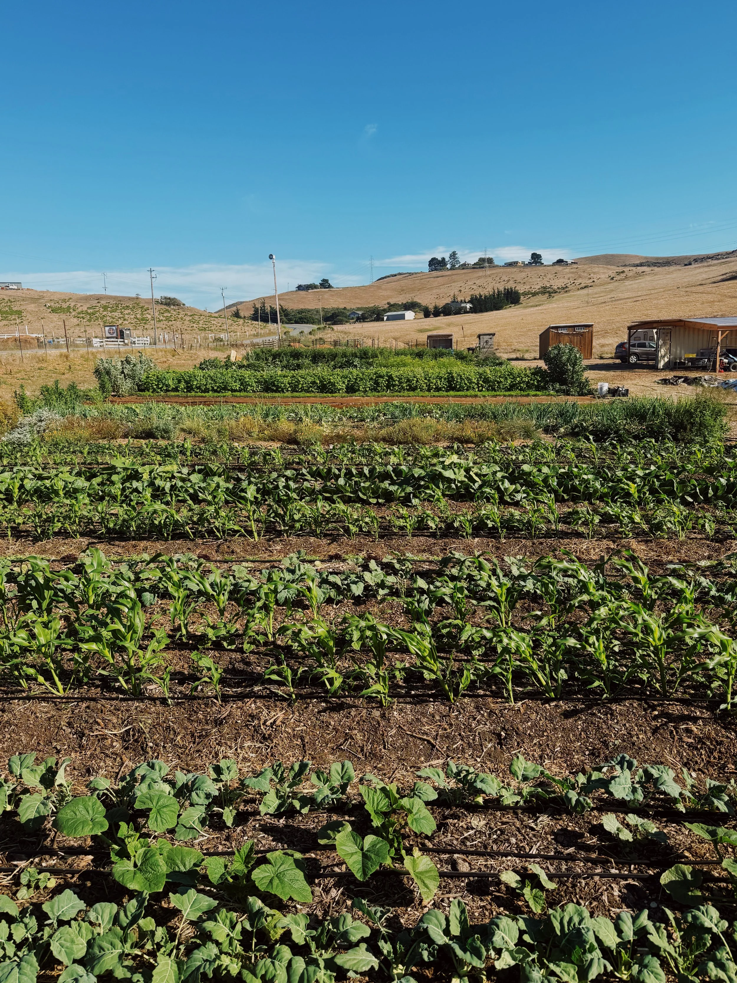 healthy soils maintaining living roots