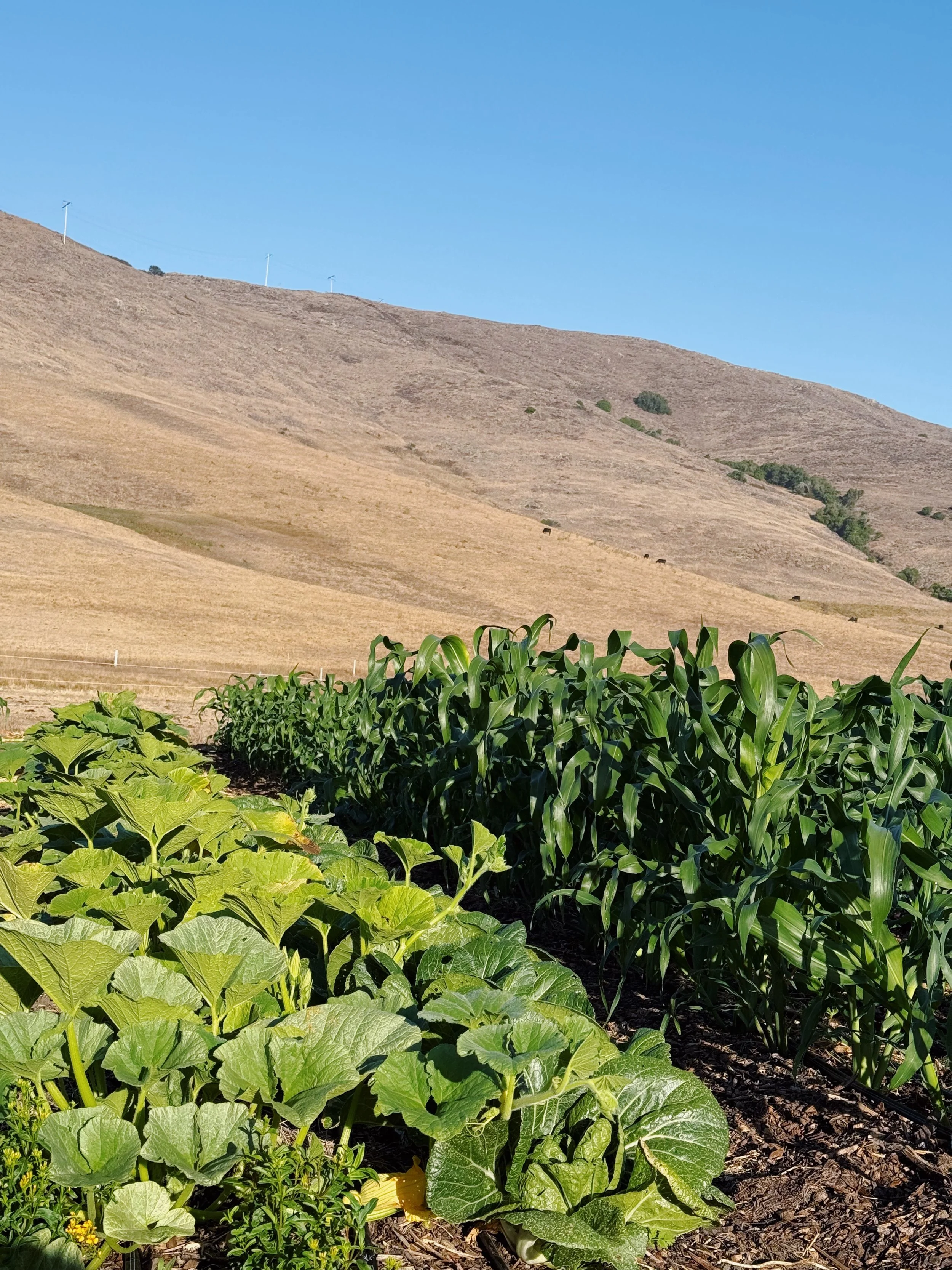 organic farm in slo