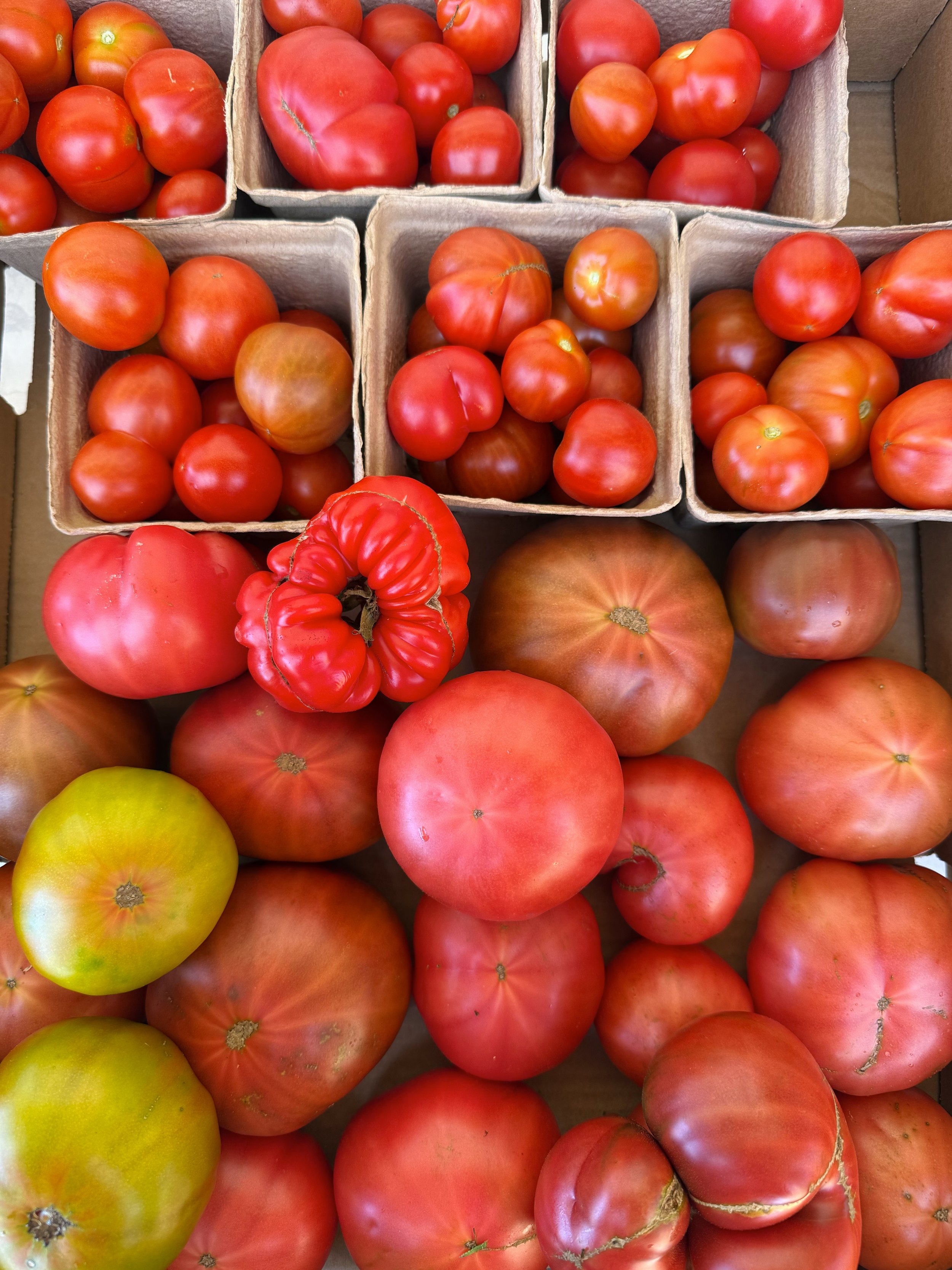 slo local tomatoes