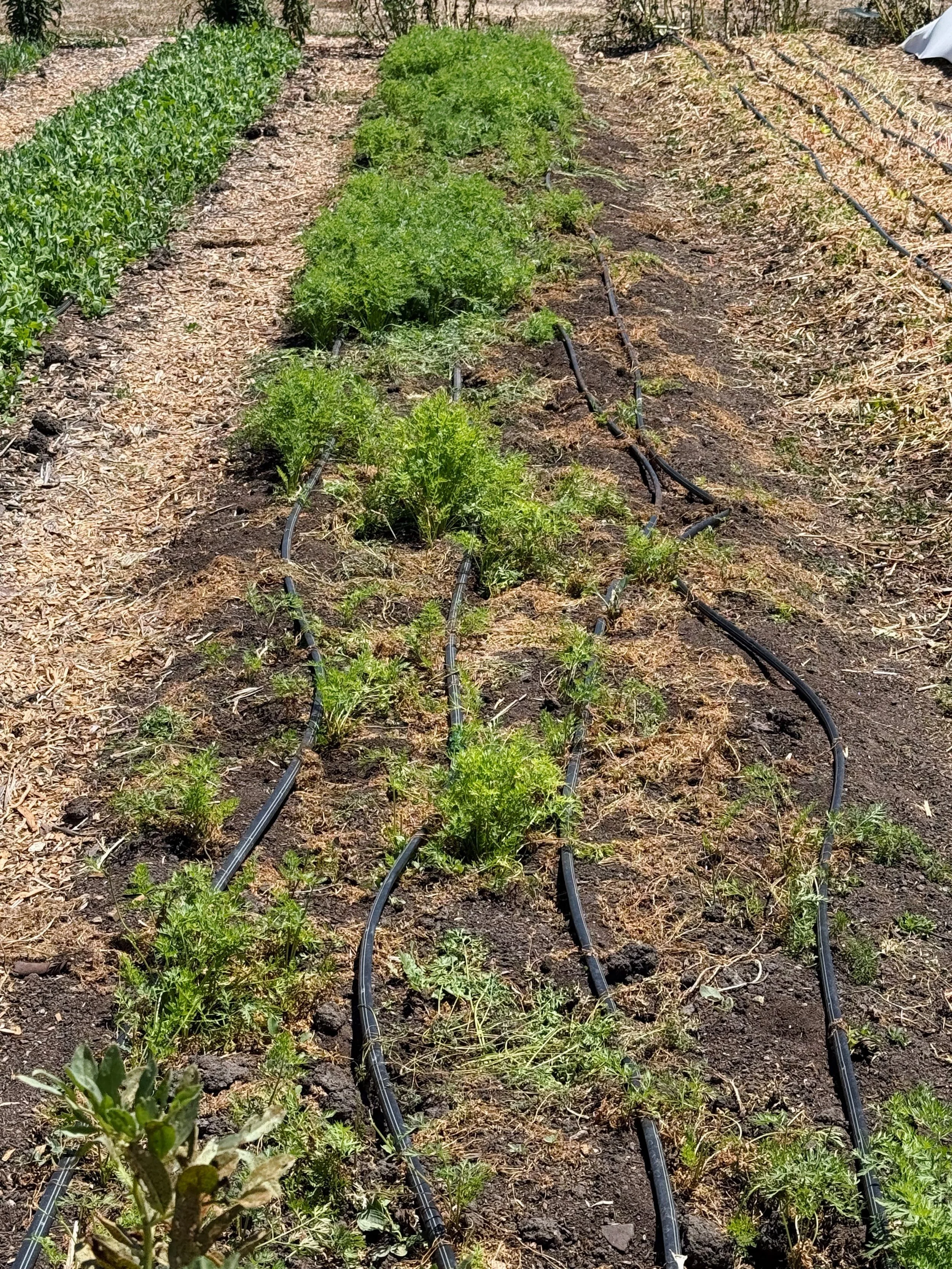 organic farm slo