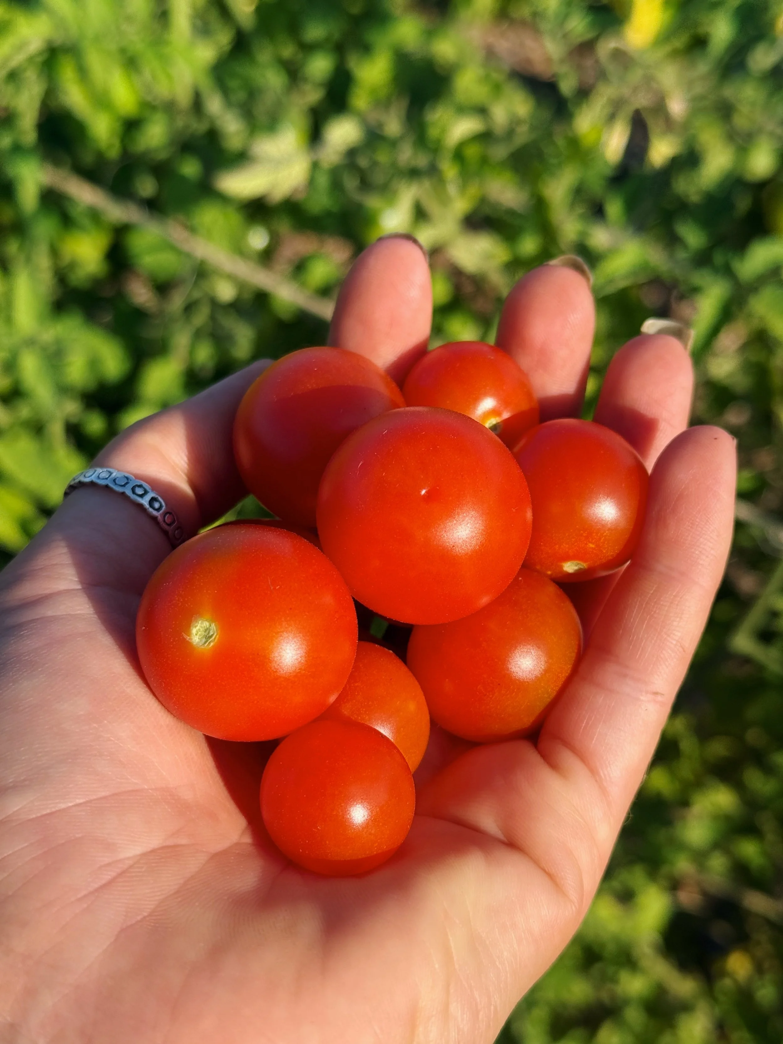 organic tomatoes