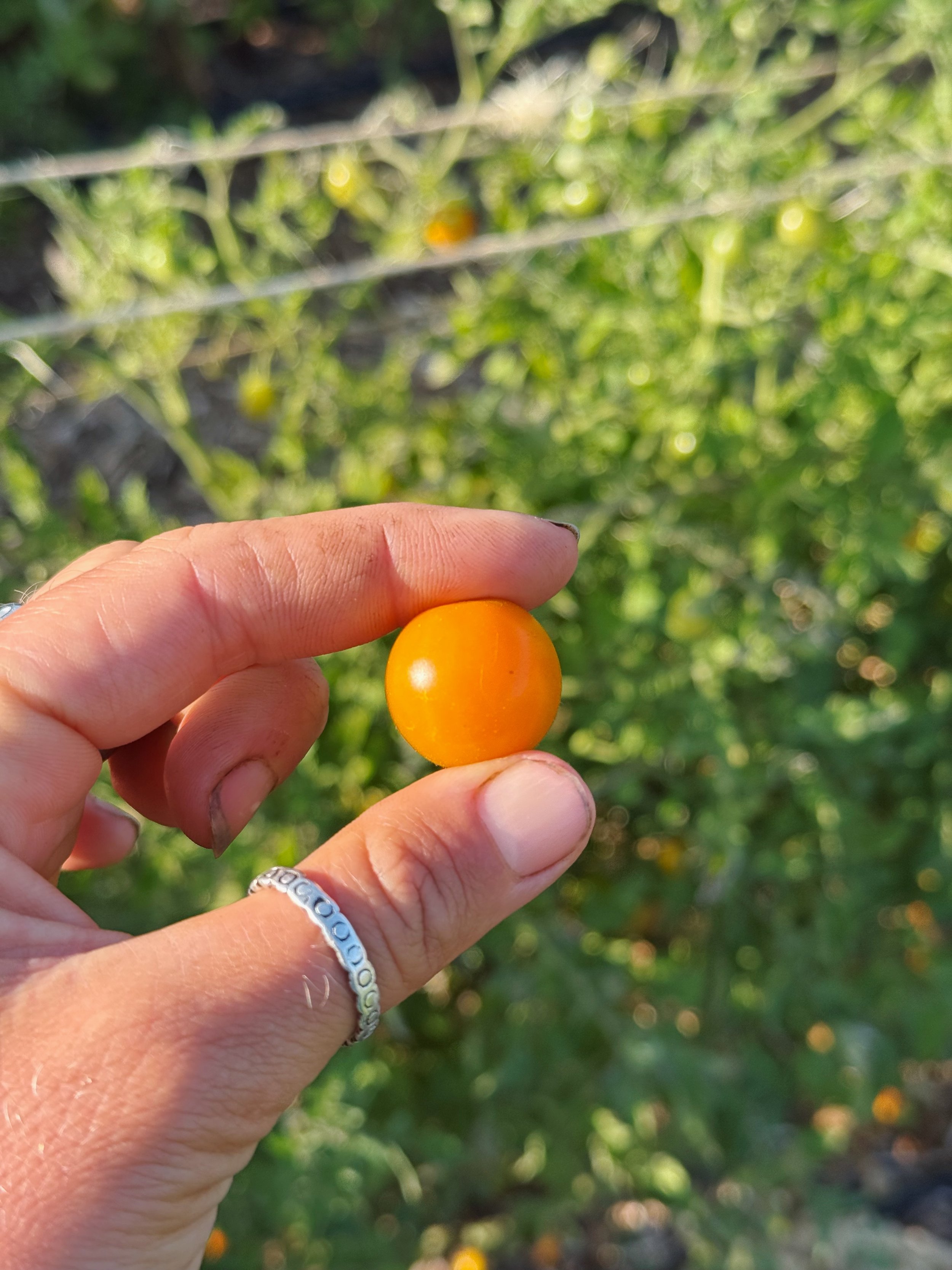 organic tomatoes