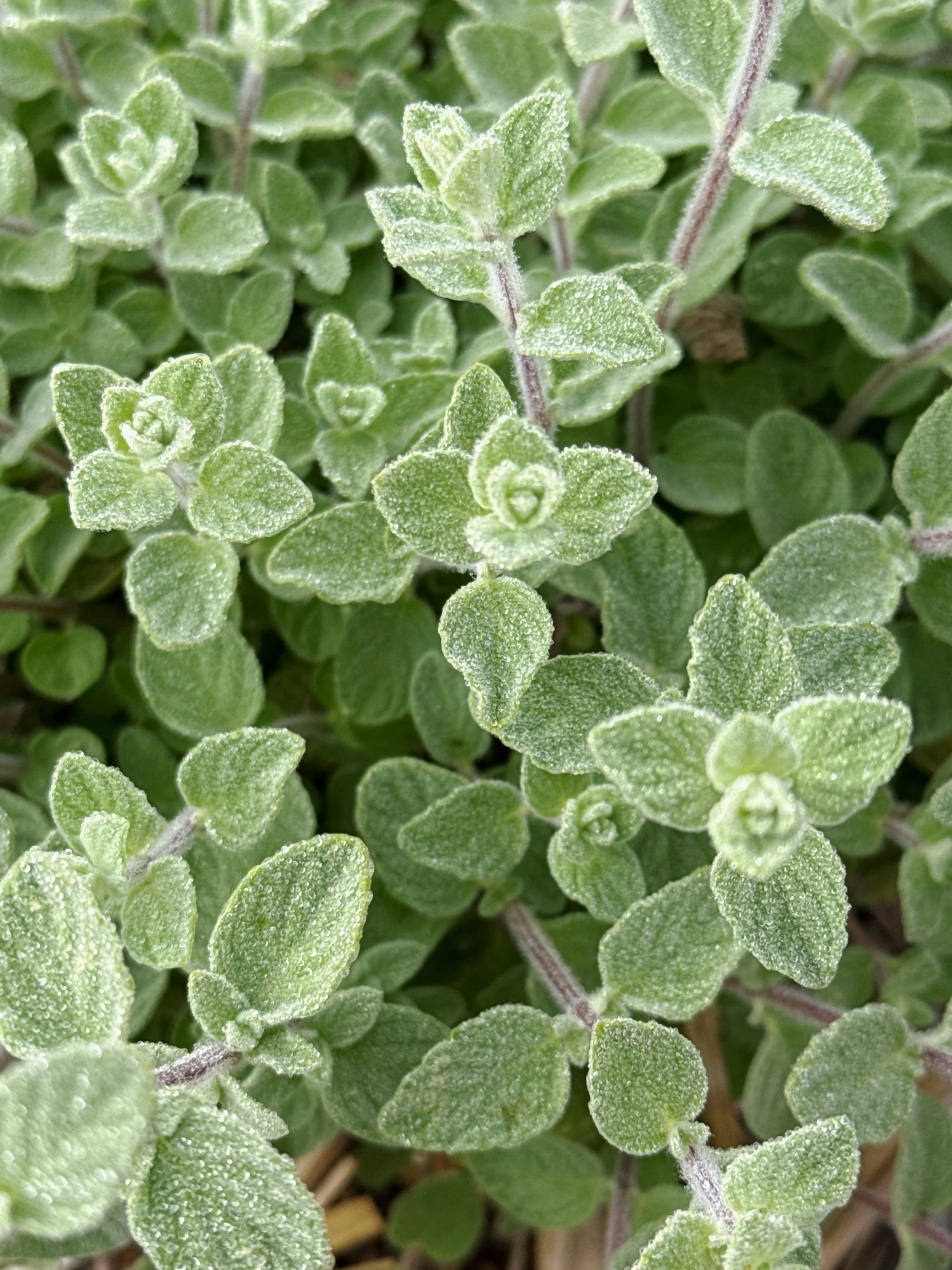 local herbs in slo
