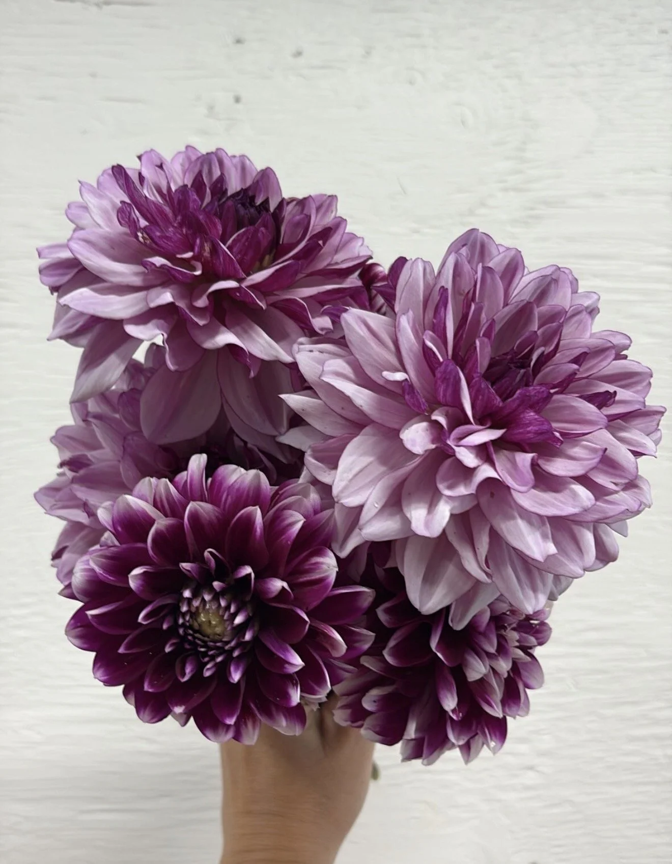 Creme de Cassis & Edinburg