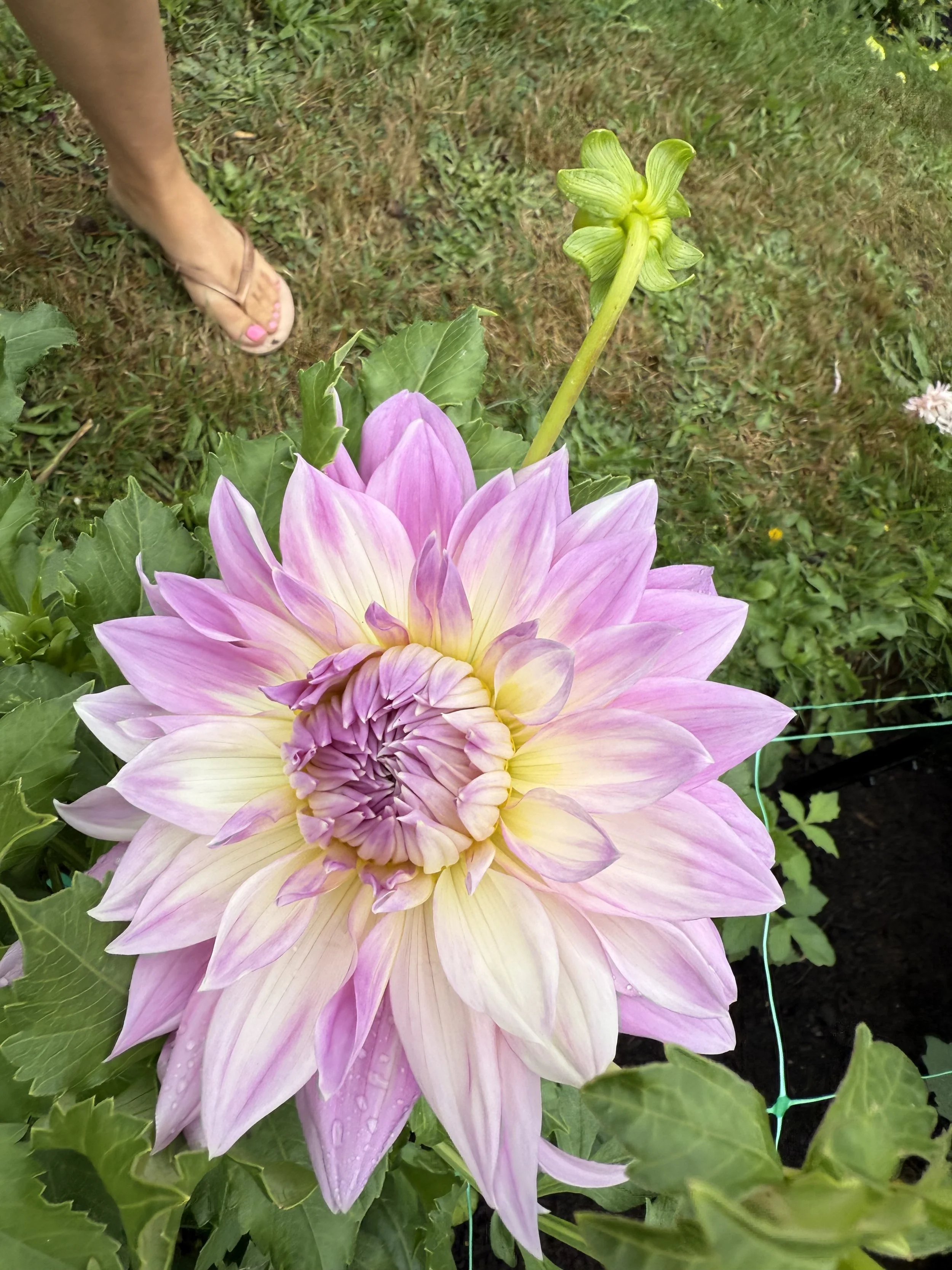 A large pink and yellow dahlia flower with dew drops on its petals, surrounded by green leaves, and a tall green flower stem extending upward with an unopened bud, on a garden bed background.